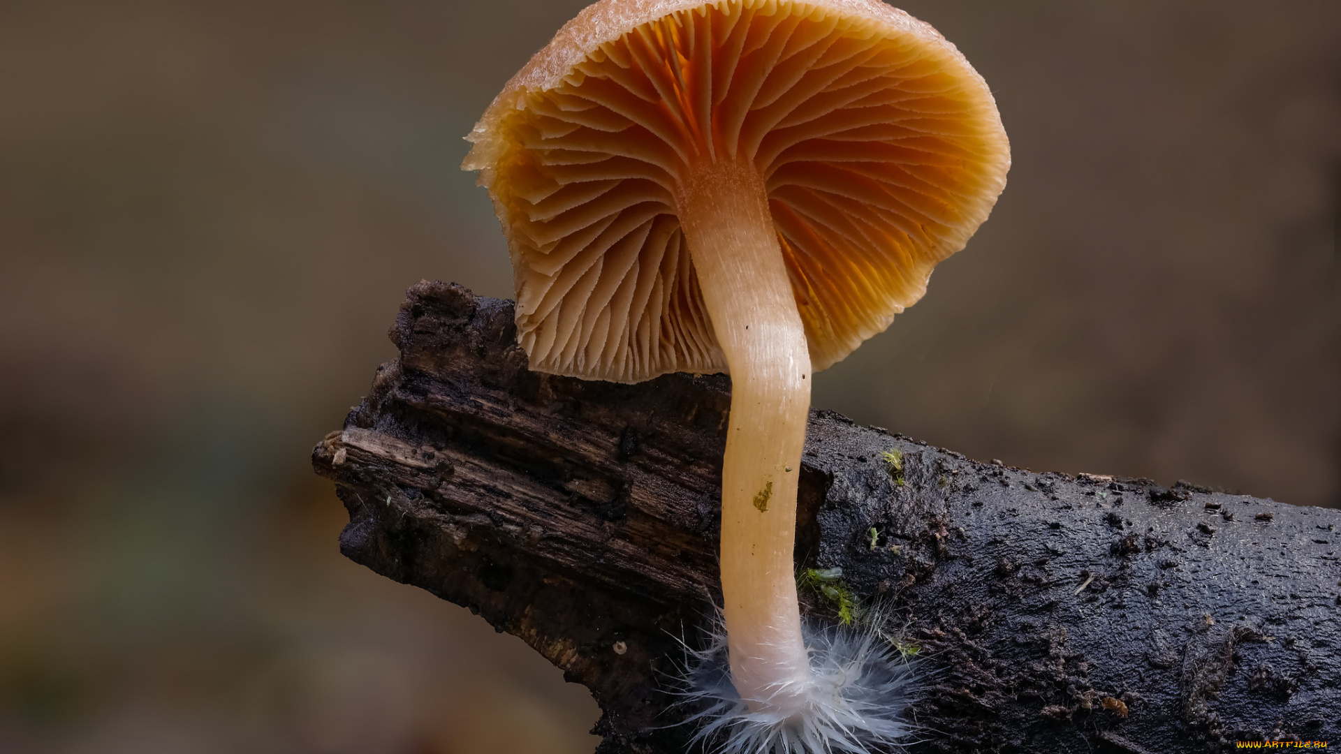 природа, грибы, гриб, beat, buetikofer, макро