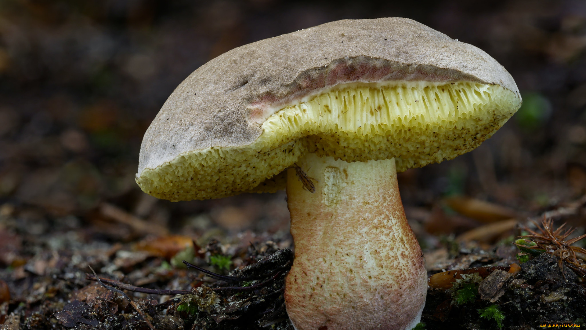 природа, грибы, гриб, beat, buetikofer, макро