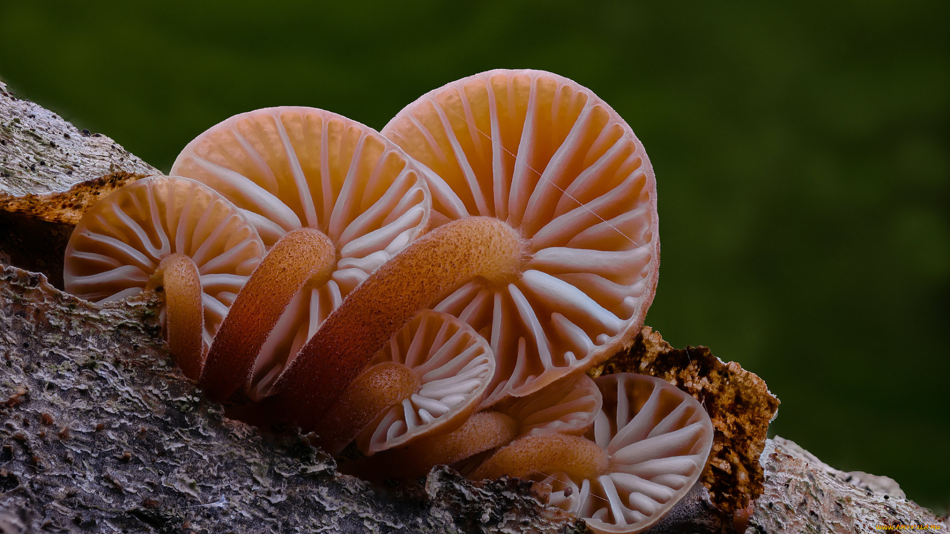 природа, грибы, макро, beat, buetikofer