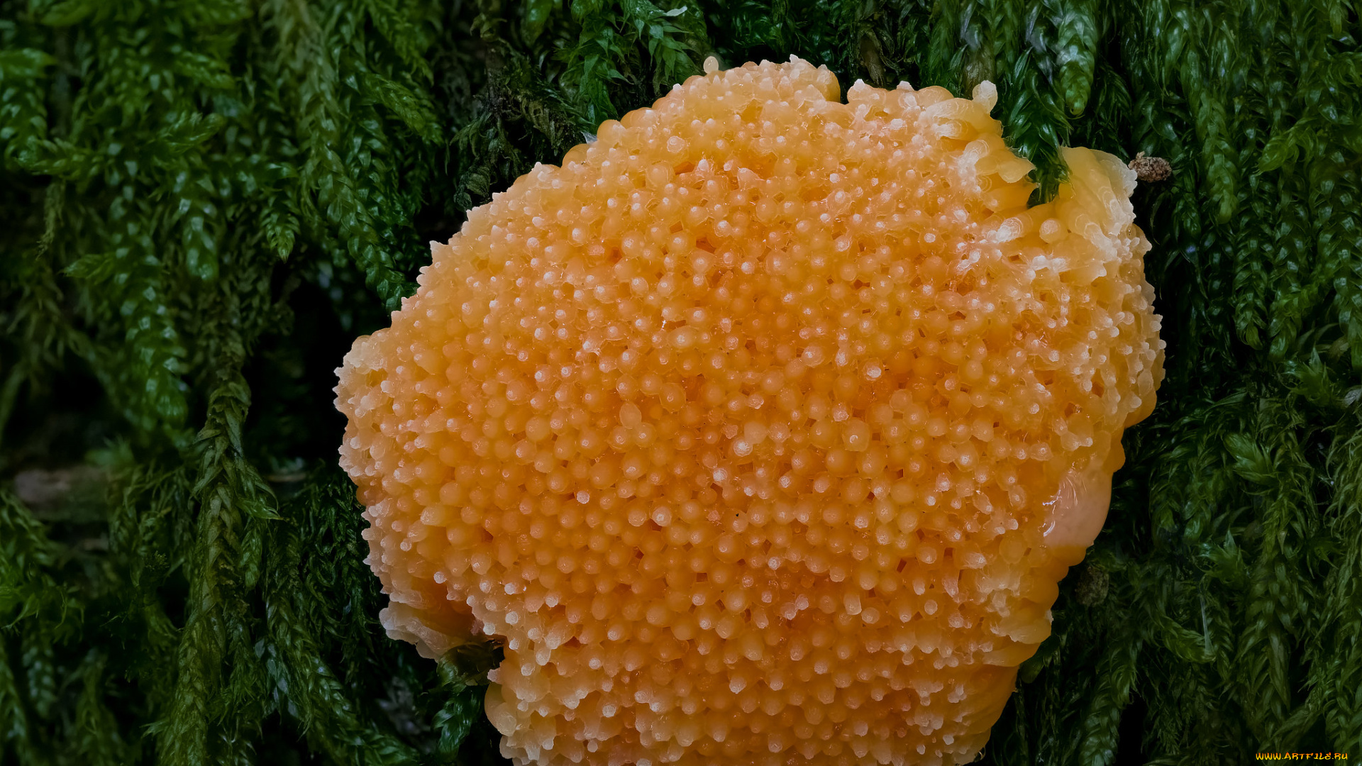 природа, грибы, макро, beat, buetikofer