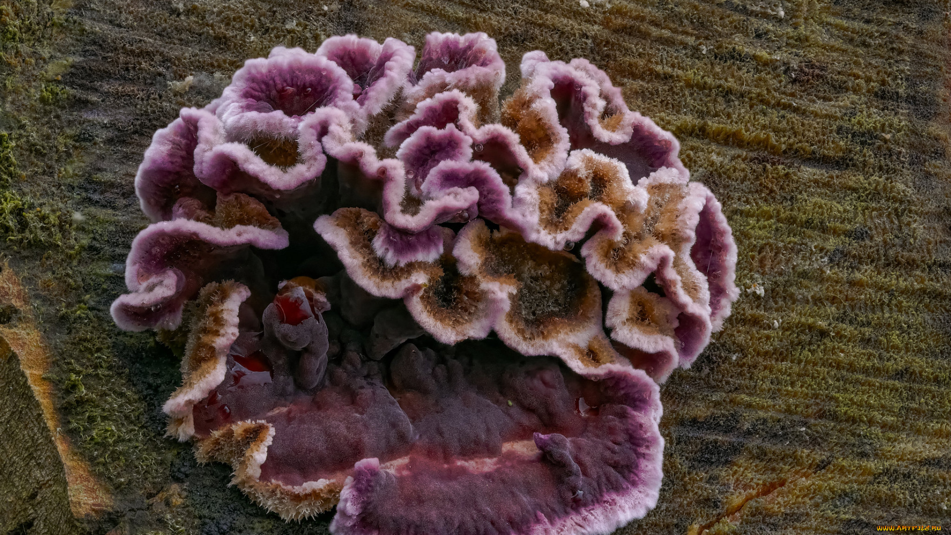 природа, грибы, макро, beat, buetikofer