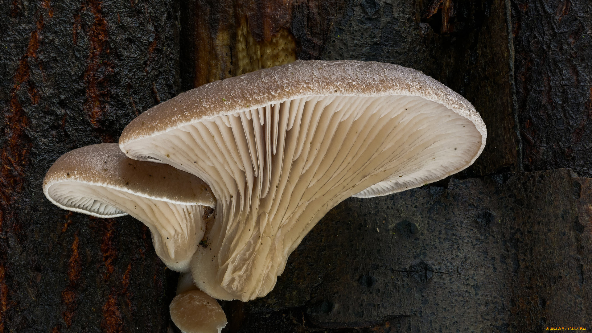 природа, грибы, макро, beat, buetikofer