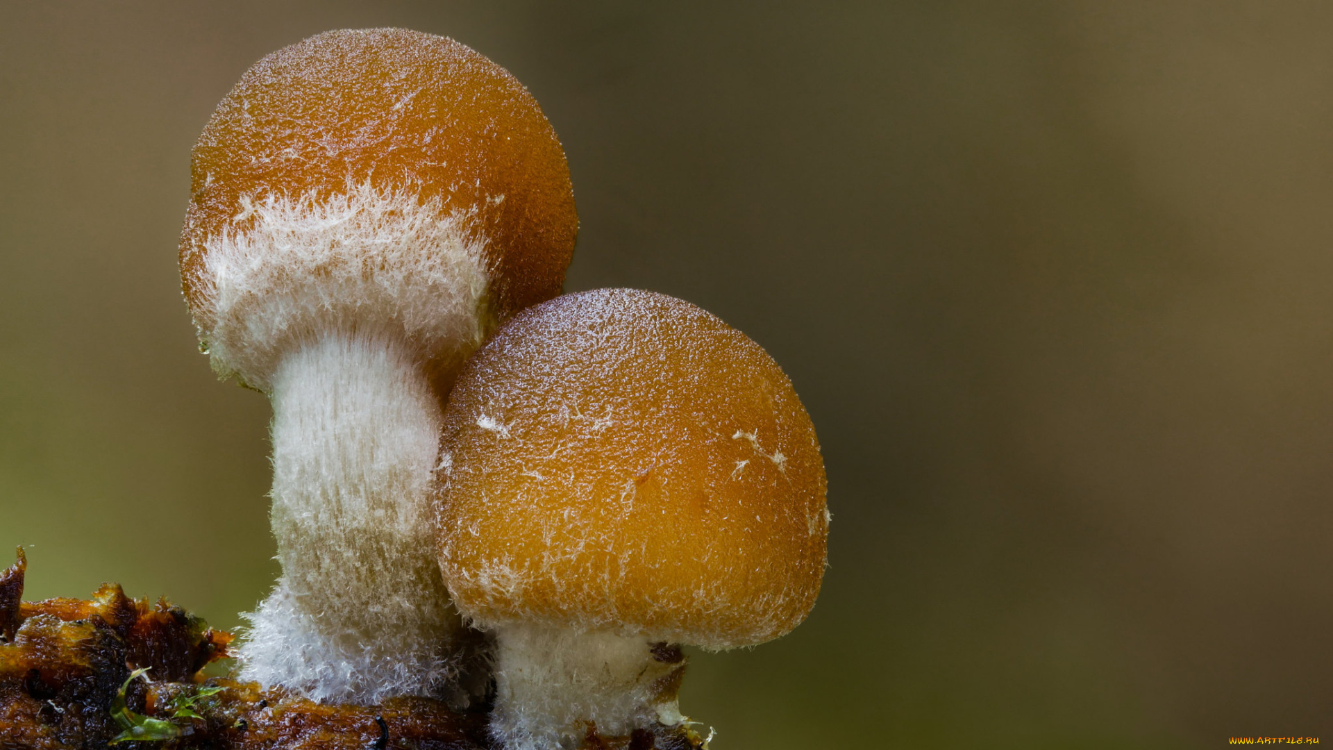 природа, грибы, макро, beat, buetikofer