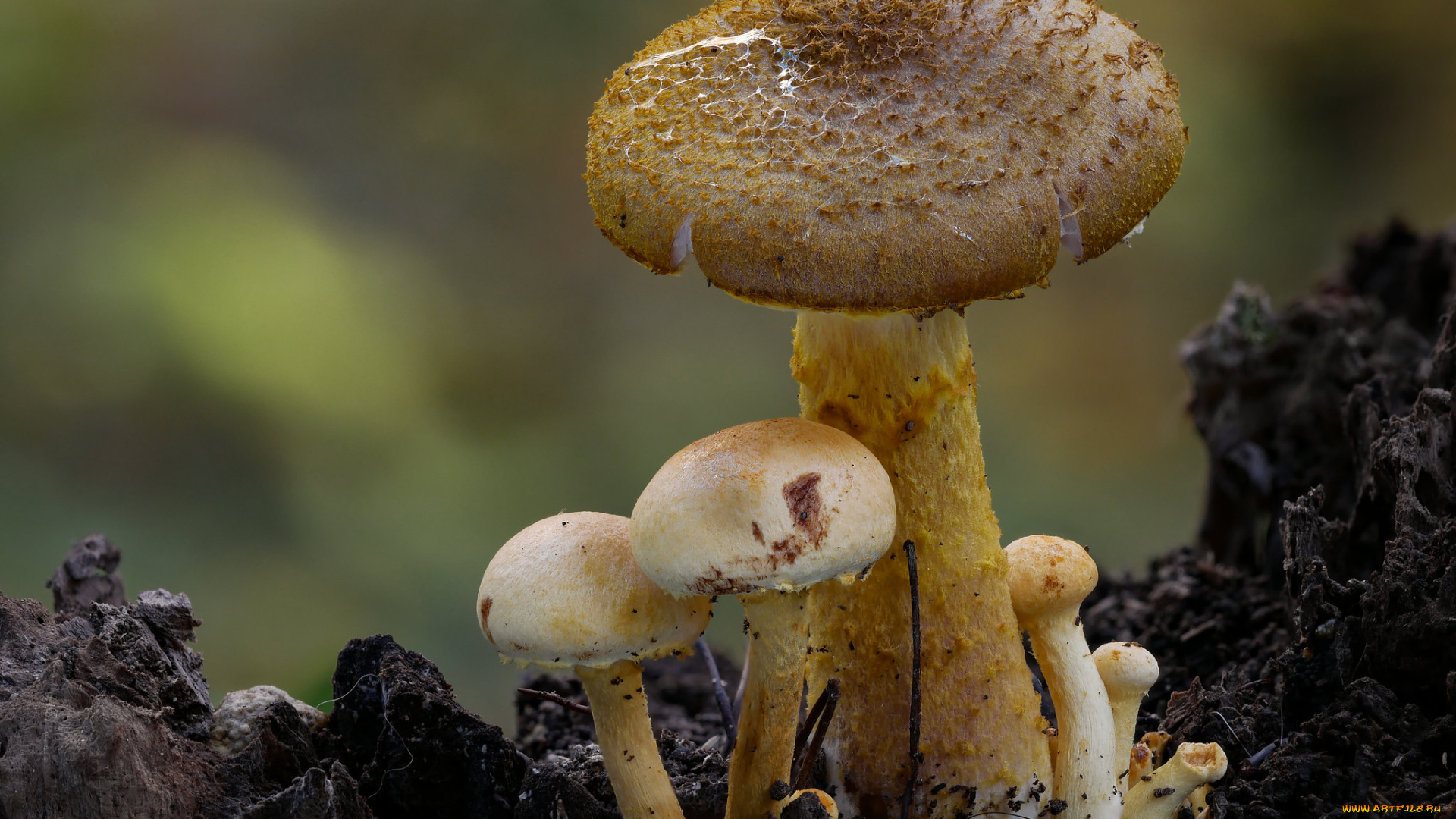 природа, грибы, макро, beat, buetikofer