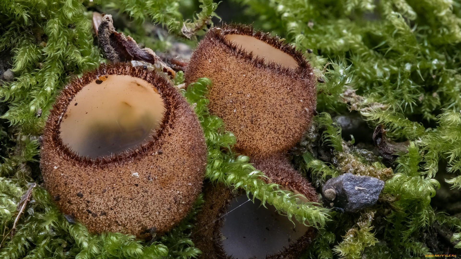 природа, грибы, макро, beat, buetikofer