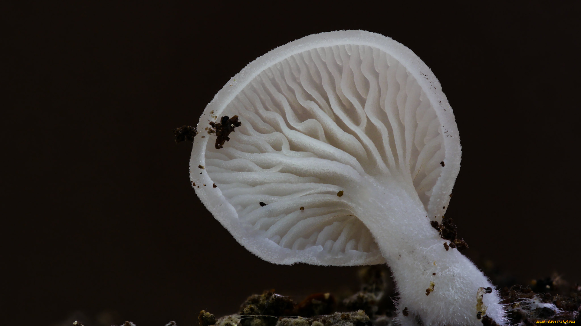 природа, грибы, макро, гриб, beat, buetikofer