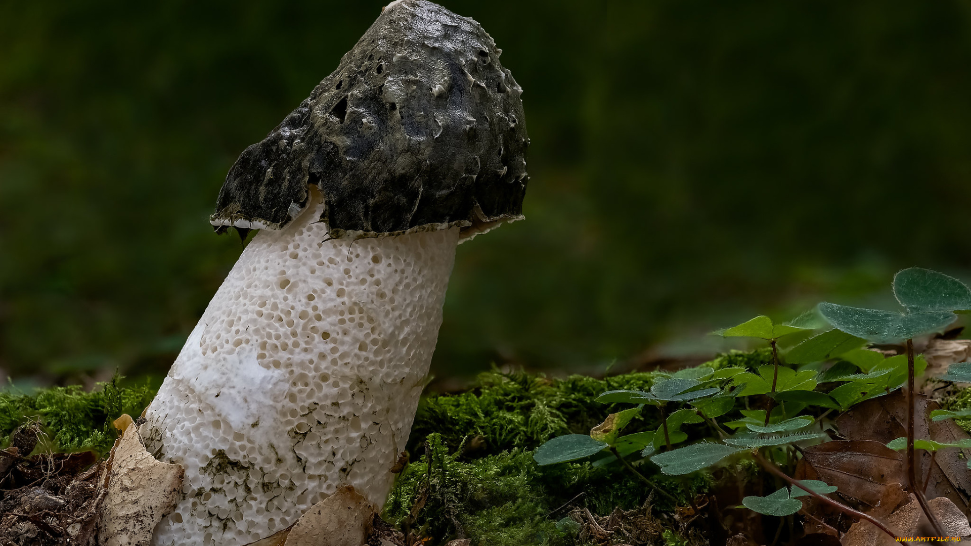 природа, грибы, макро, гриб, beat, buetikofer