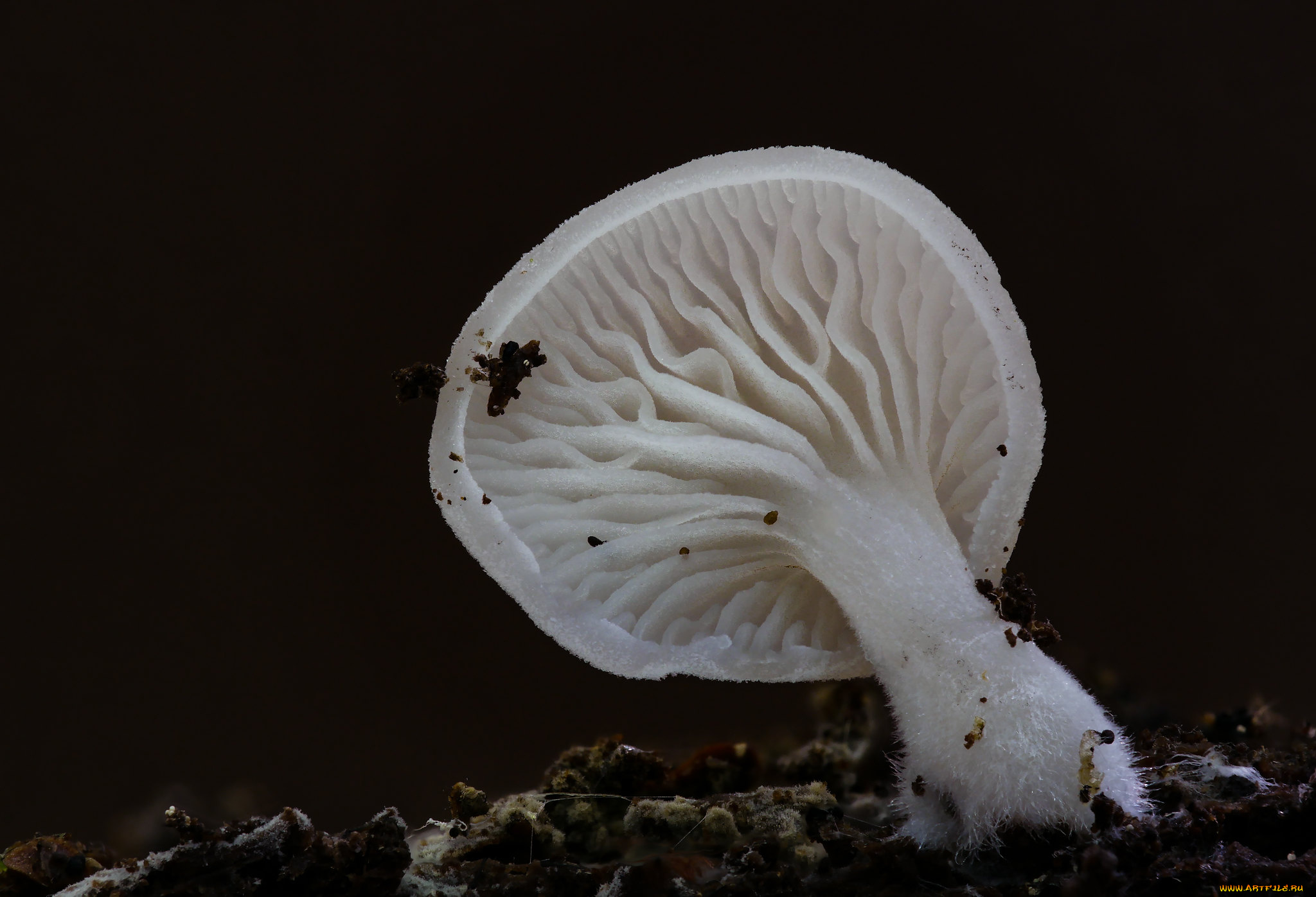 природа, грибы, макро, гриб, beat, buetikofer