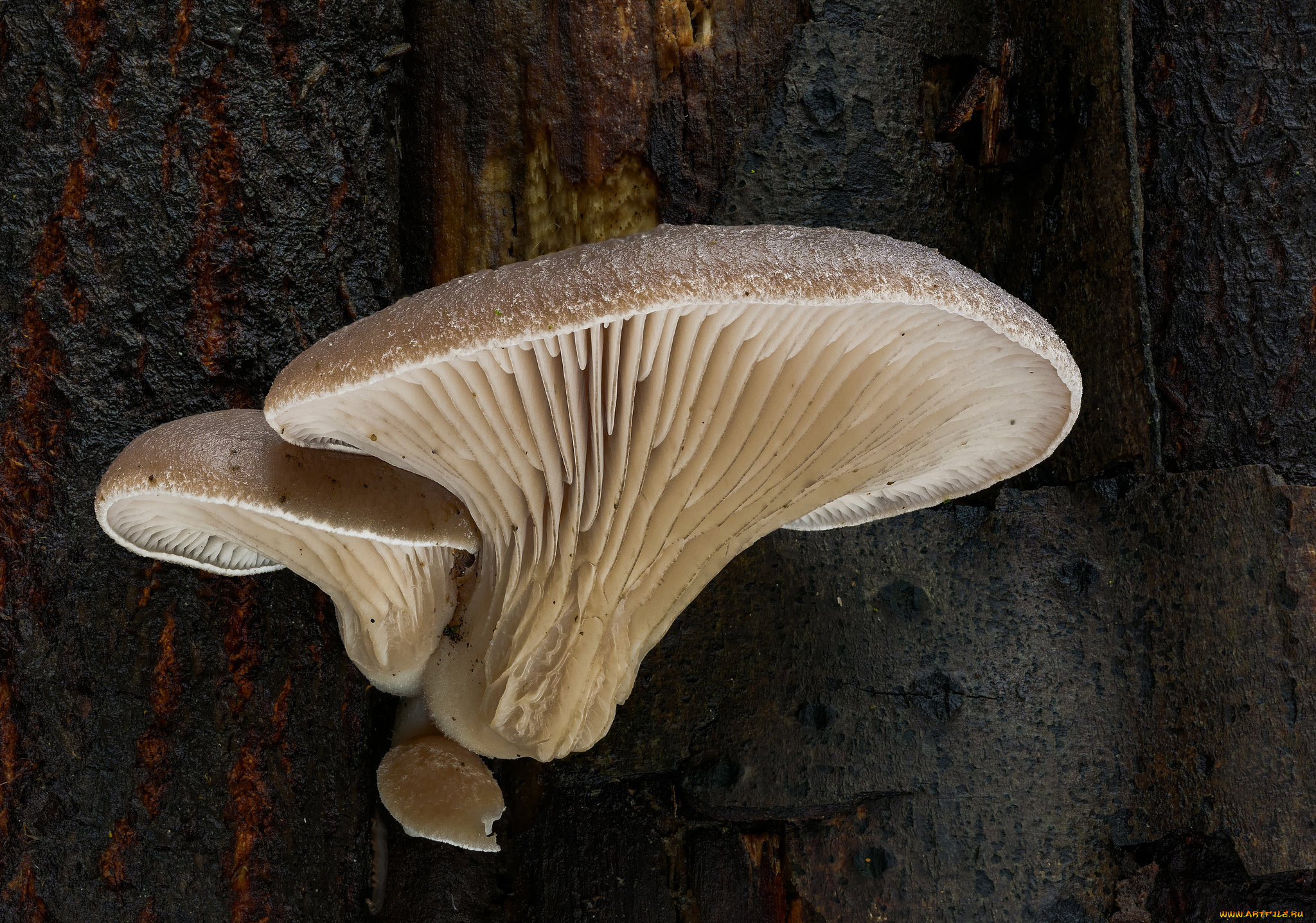 природа, грибы, макро, beat, buetikofer