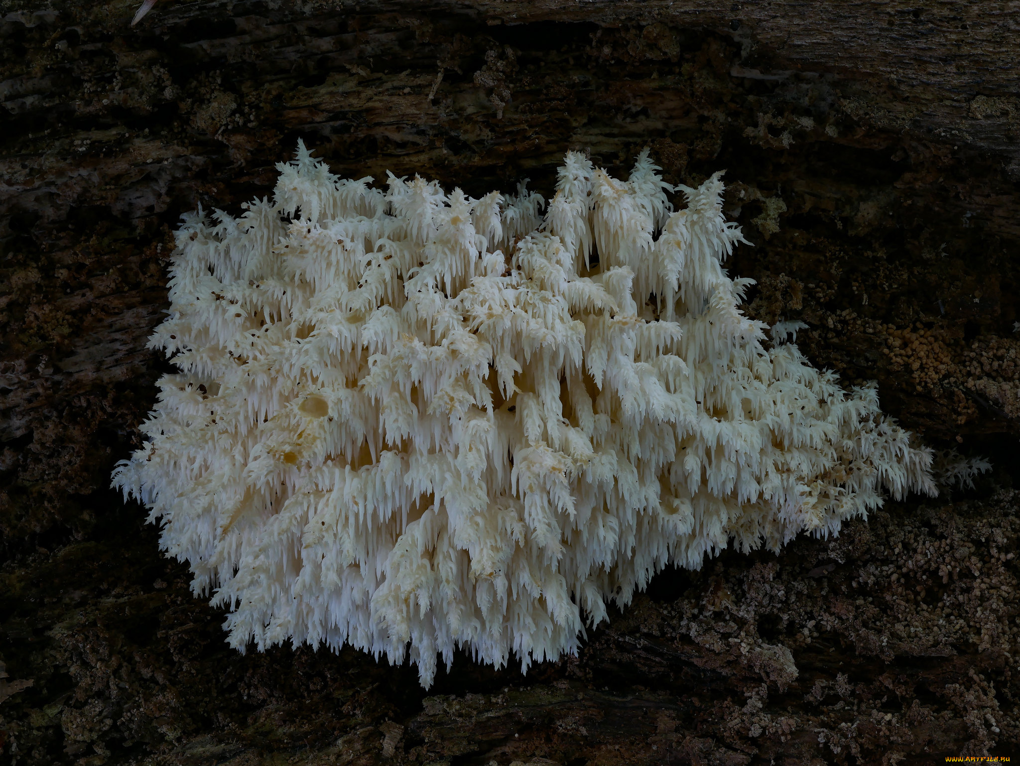 природа, грибы, beat, buetikofer, макро