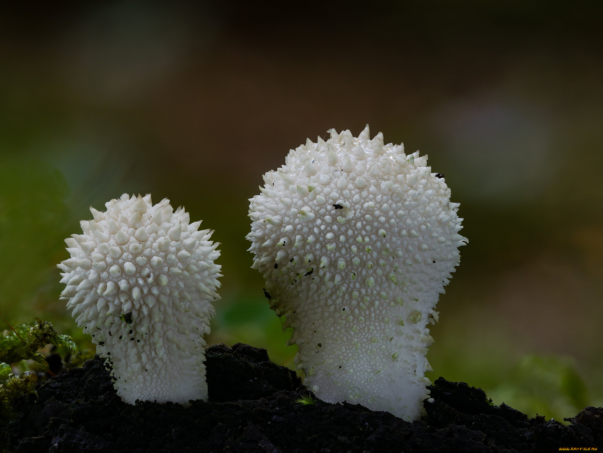 природа, грибы, beat, buetikofer, макро