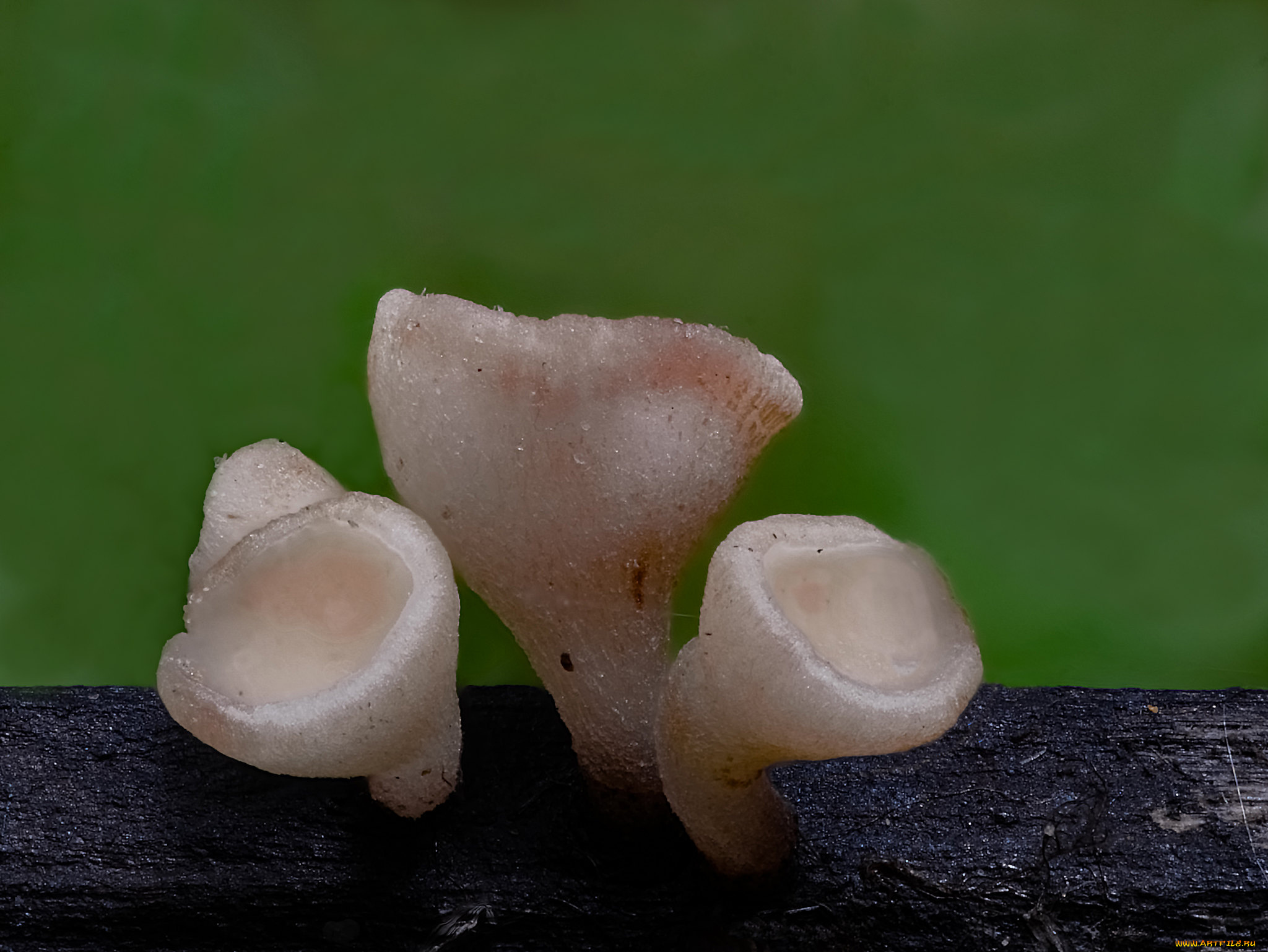 природа, грибы, макро, beat, buetikofer