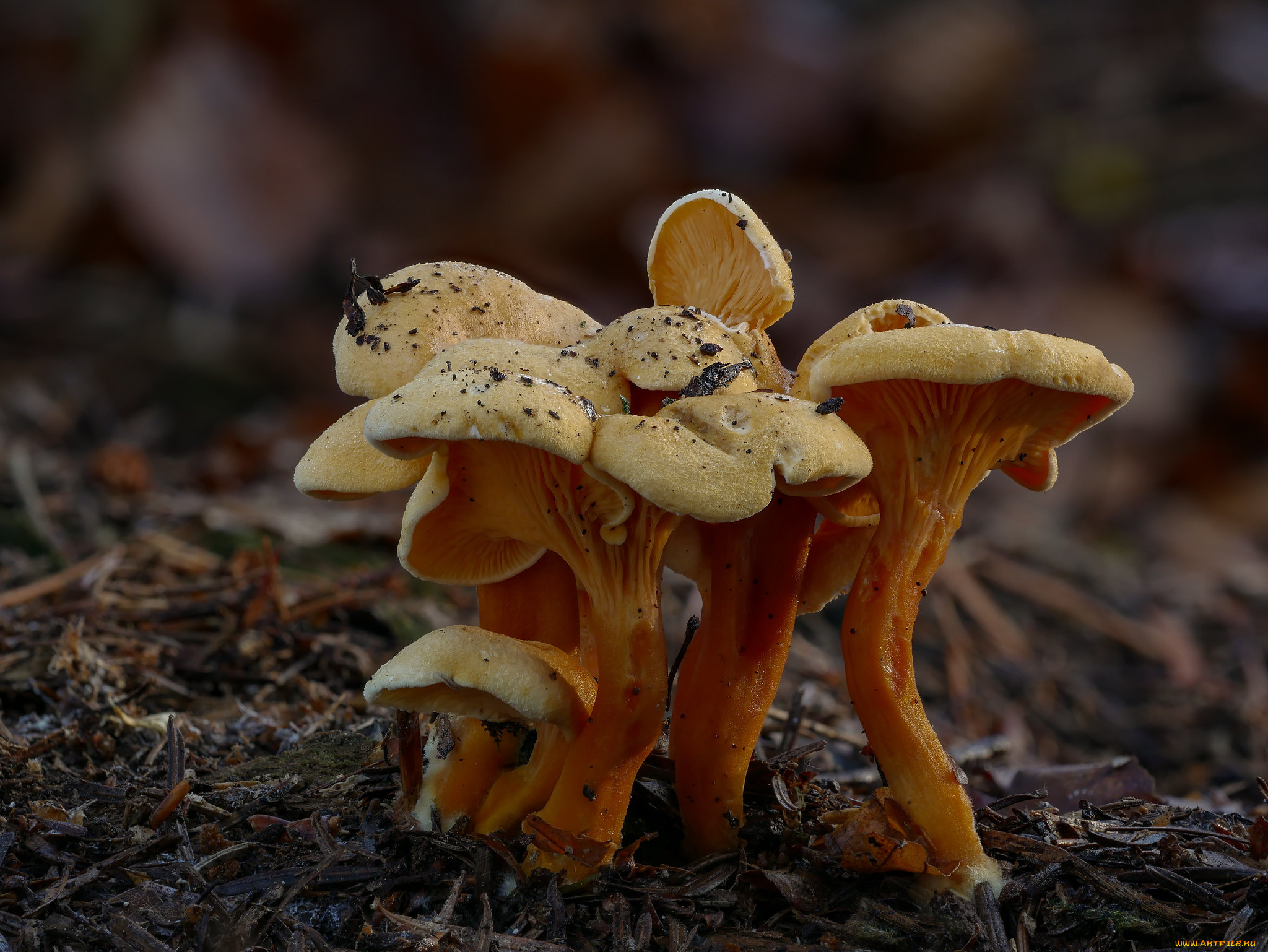 природа, грибы, макро, beat, buetikofer