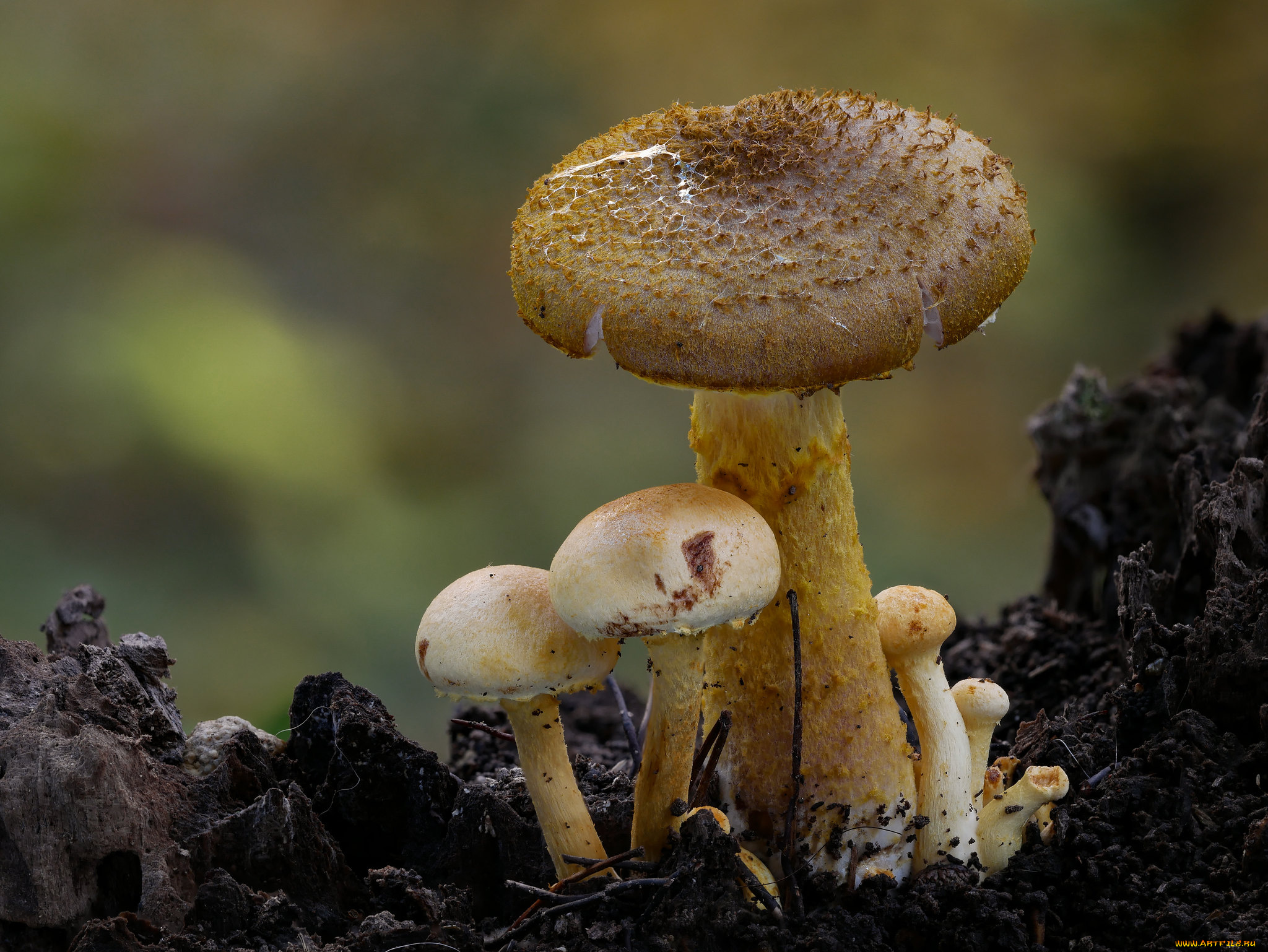 природа, грибы, макро, beat, buetikofer