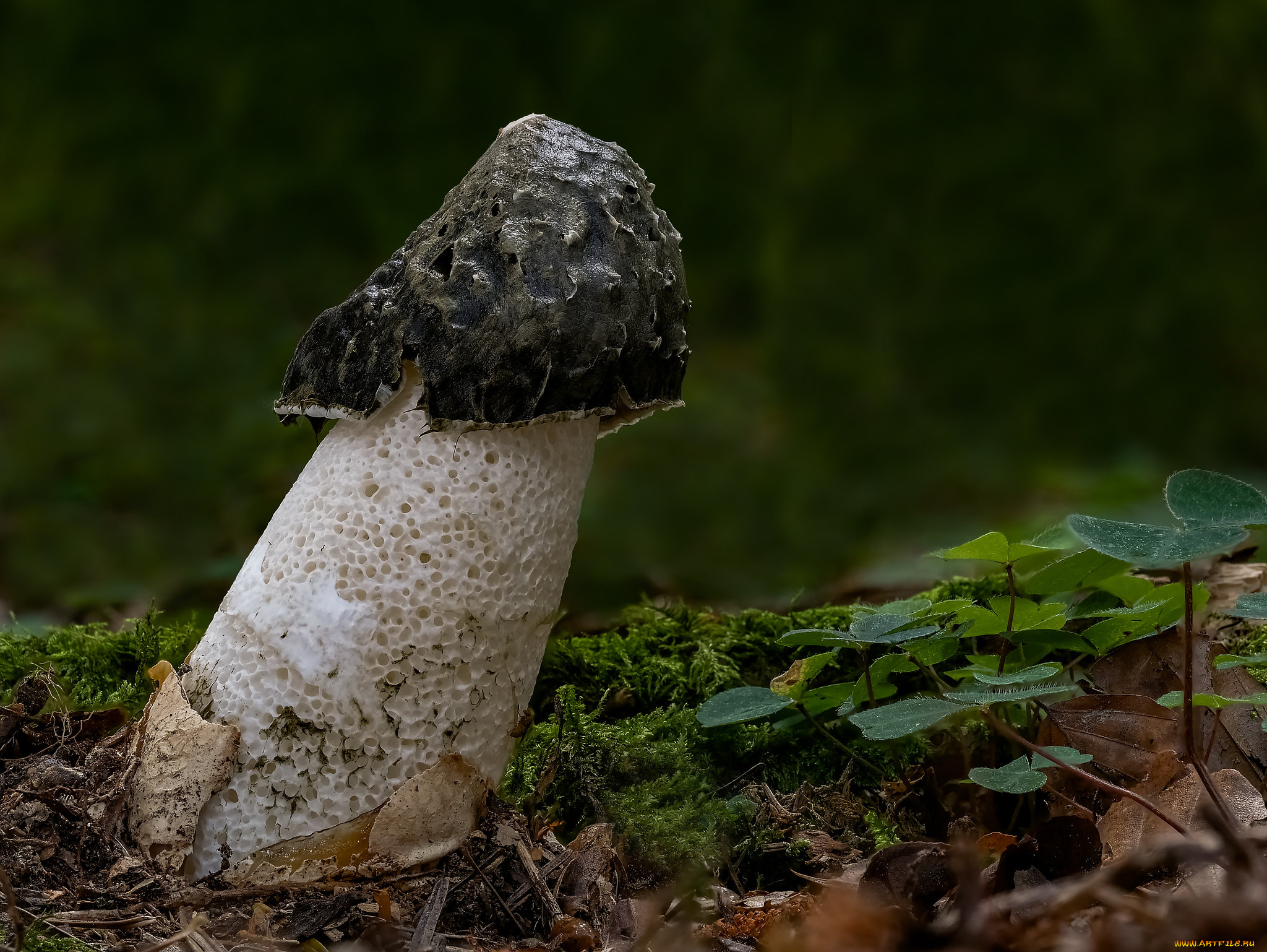 природа, грибы, макро, гриб, beat, buetikofer