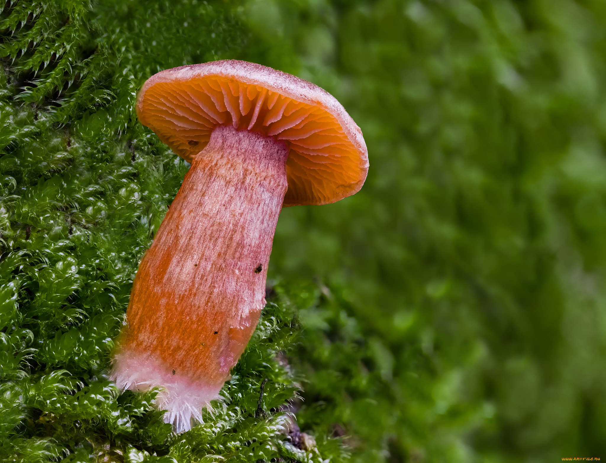 природа, грибы, макро, гриб, beat, buetikofer