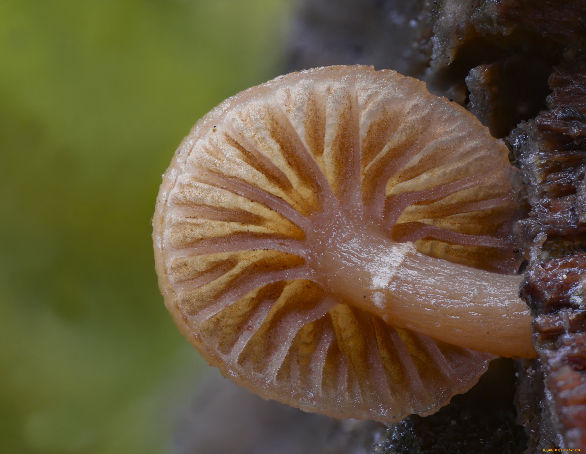 природа, грибы, beat, buetikofer, макро, гриб