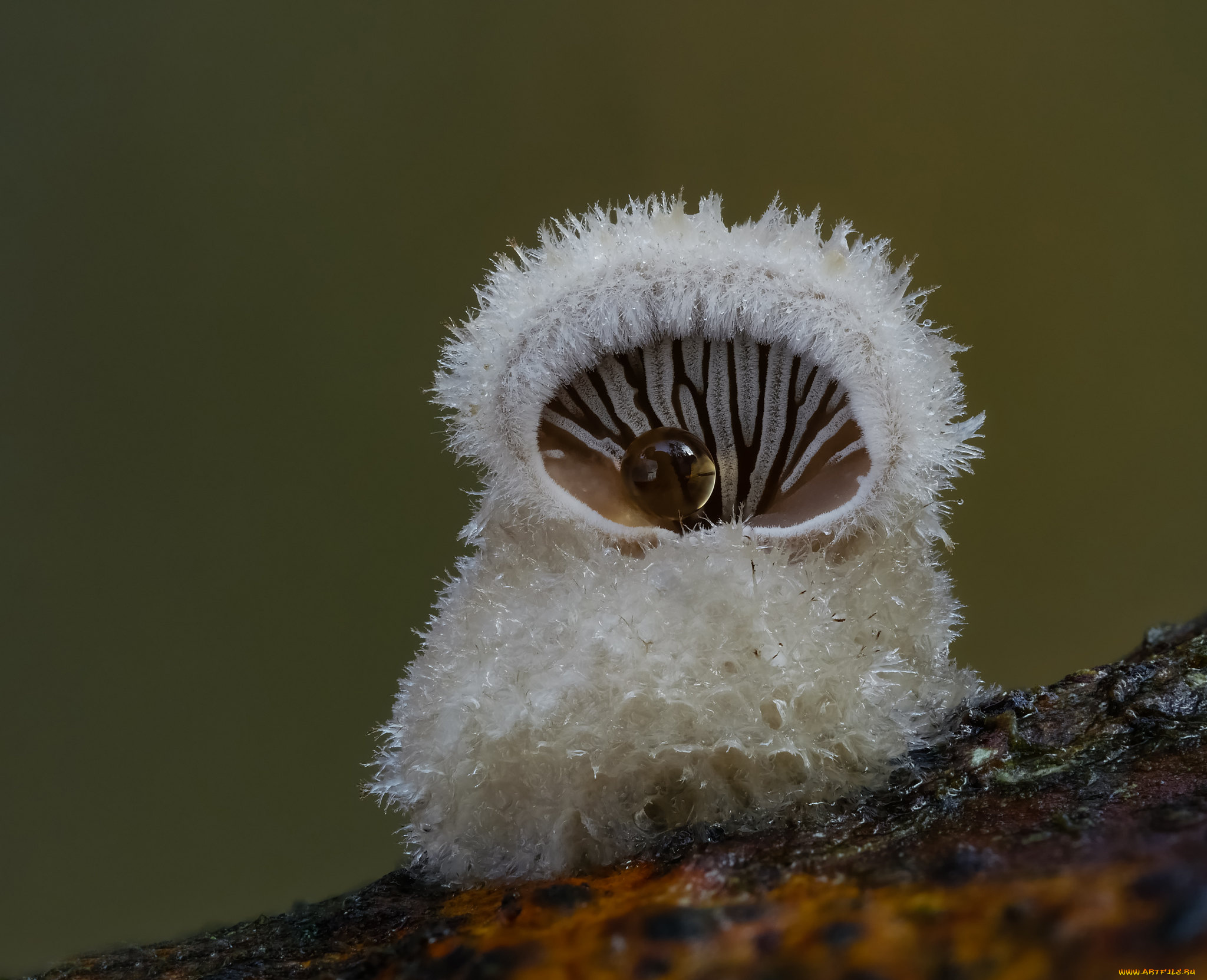 природа, грибы, beat, buetikofer, макро, гриб