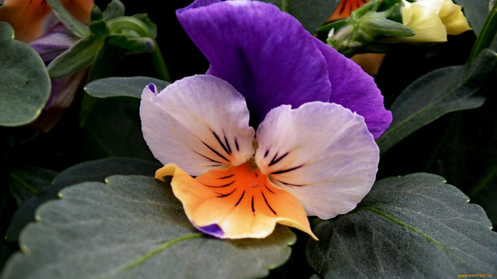 цветы, анютины, глазки, , садовые, фиалки, фиалка, садовая, макро