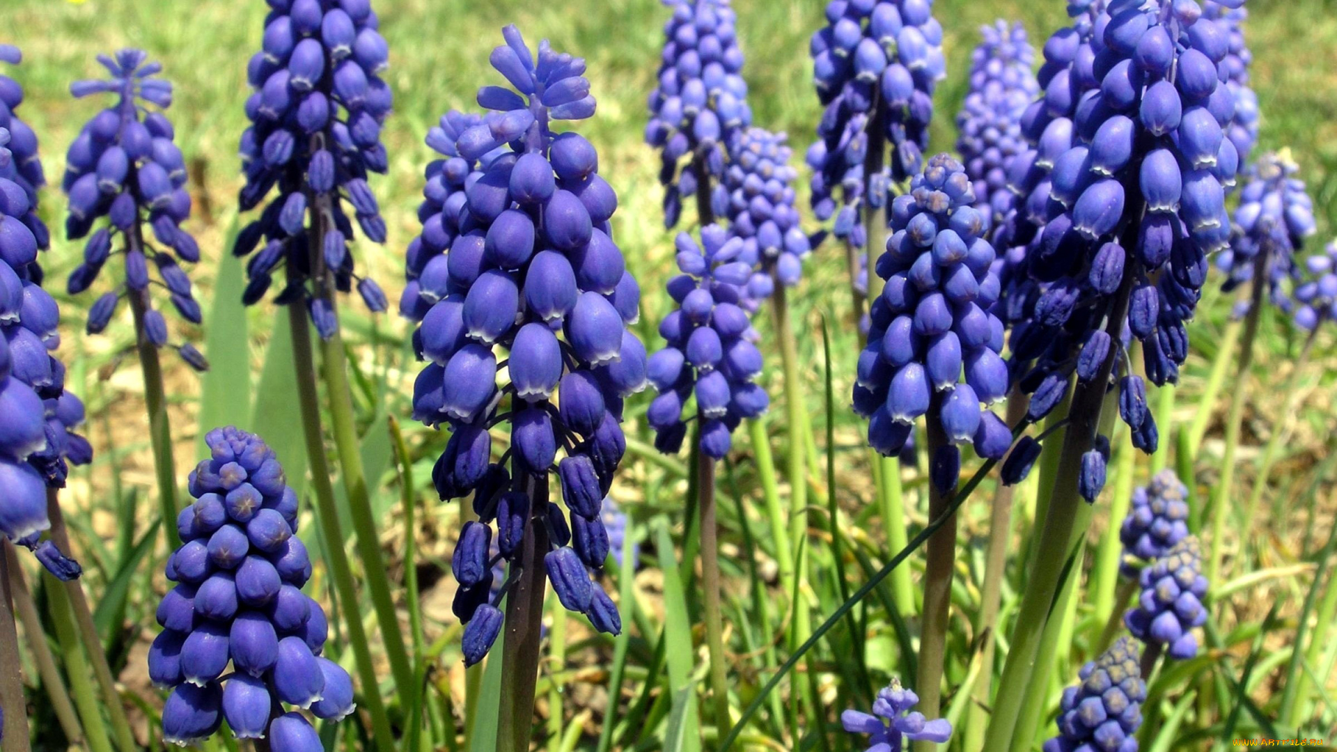 цветы, мускари, синие, весна