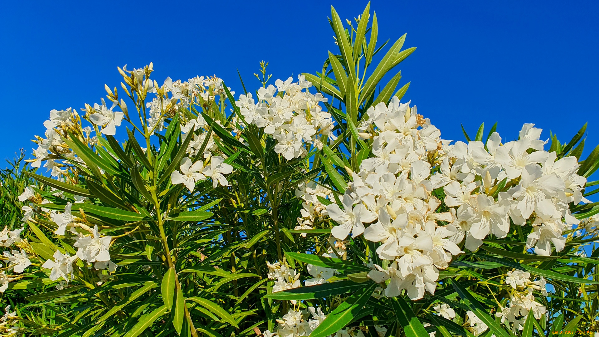 цветы, олеандры, куст, олеандр, белый