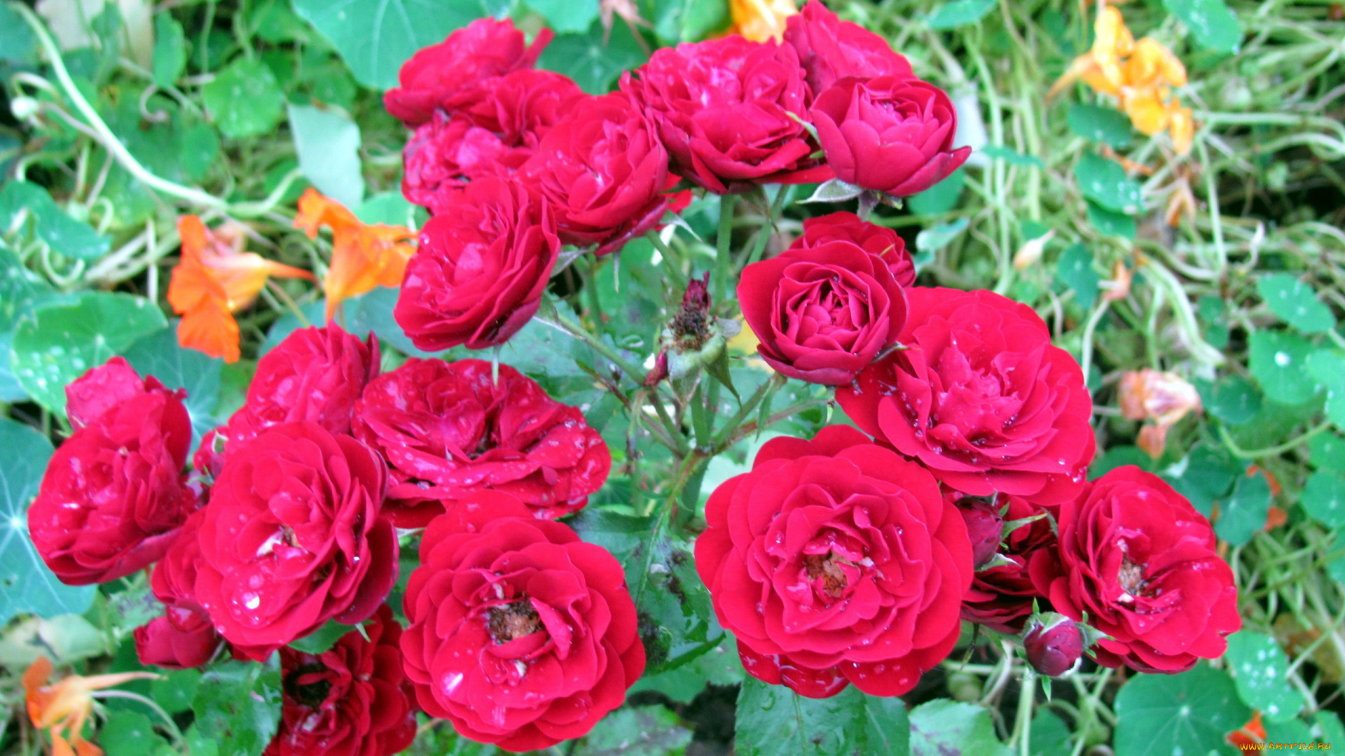 цветы, розы, куст, капли