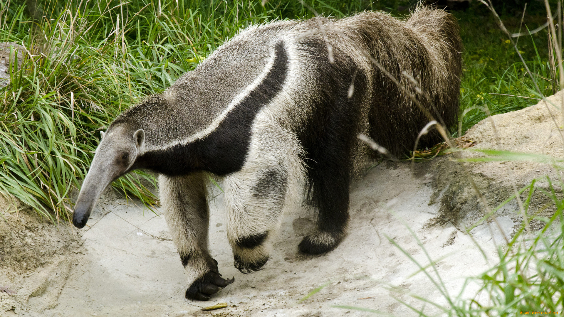 муравьед, животные, муравьеды, млекопитающие, неполнозубые
