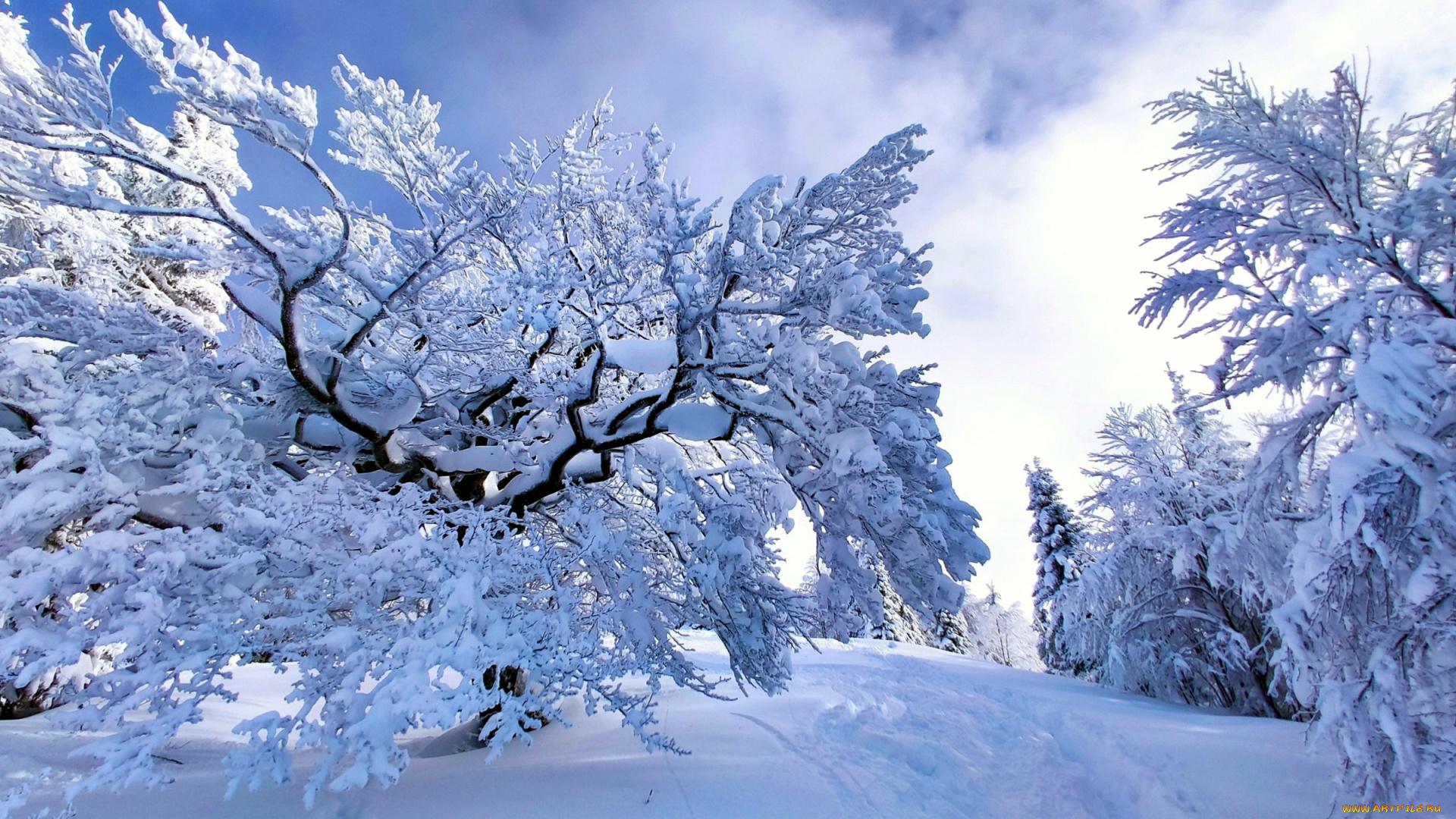 природа, зима, снег, сугробы