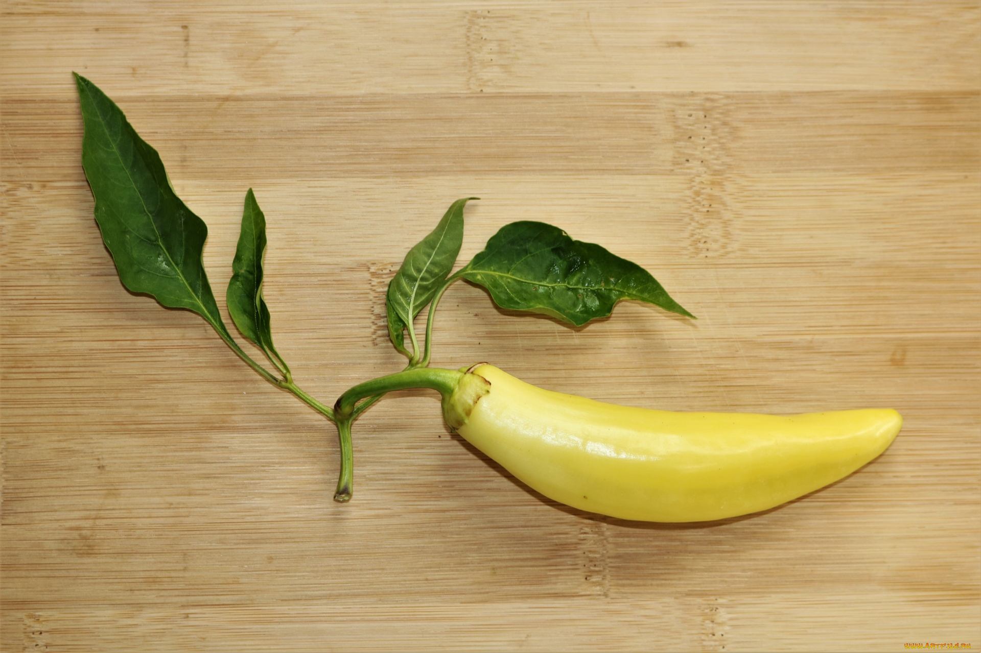 еда, перец, перчик, стручок