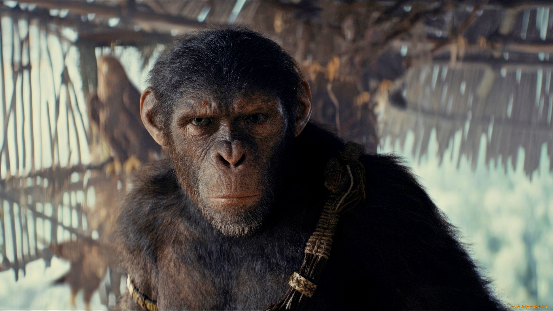 kingdom, of, the, planet, of, the, apes, , , 2024, , кино, фильмы, -unknown, , другое, планета, обезьян, новое, царство, фантастика, боевик, персонаж, proximus, caesar