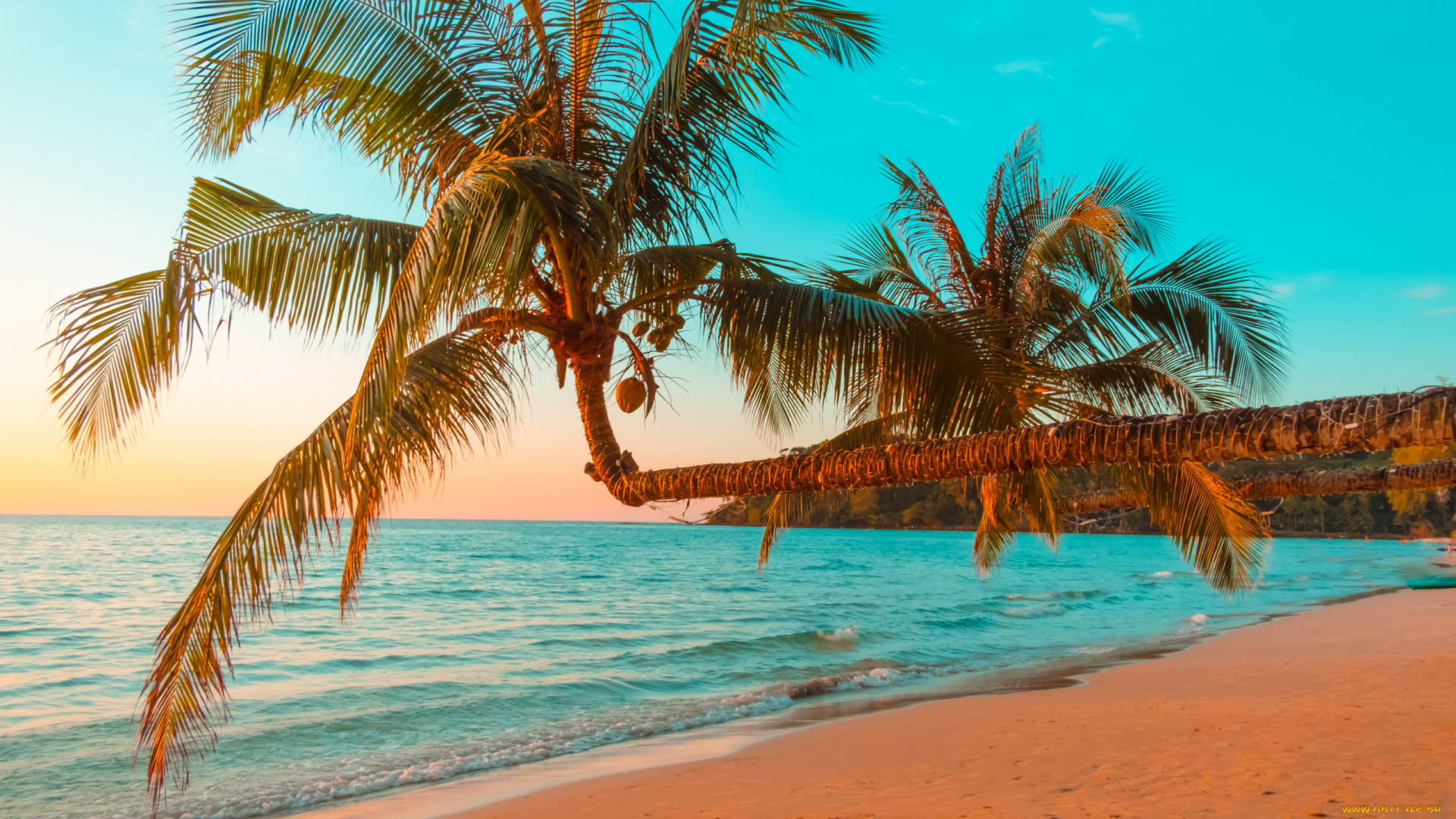 природа, тропики, море, пальма