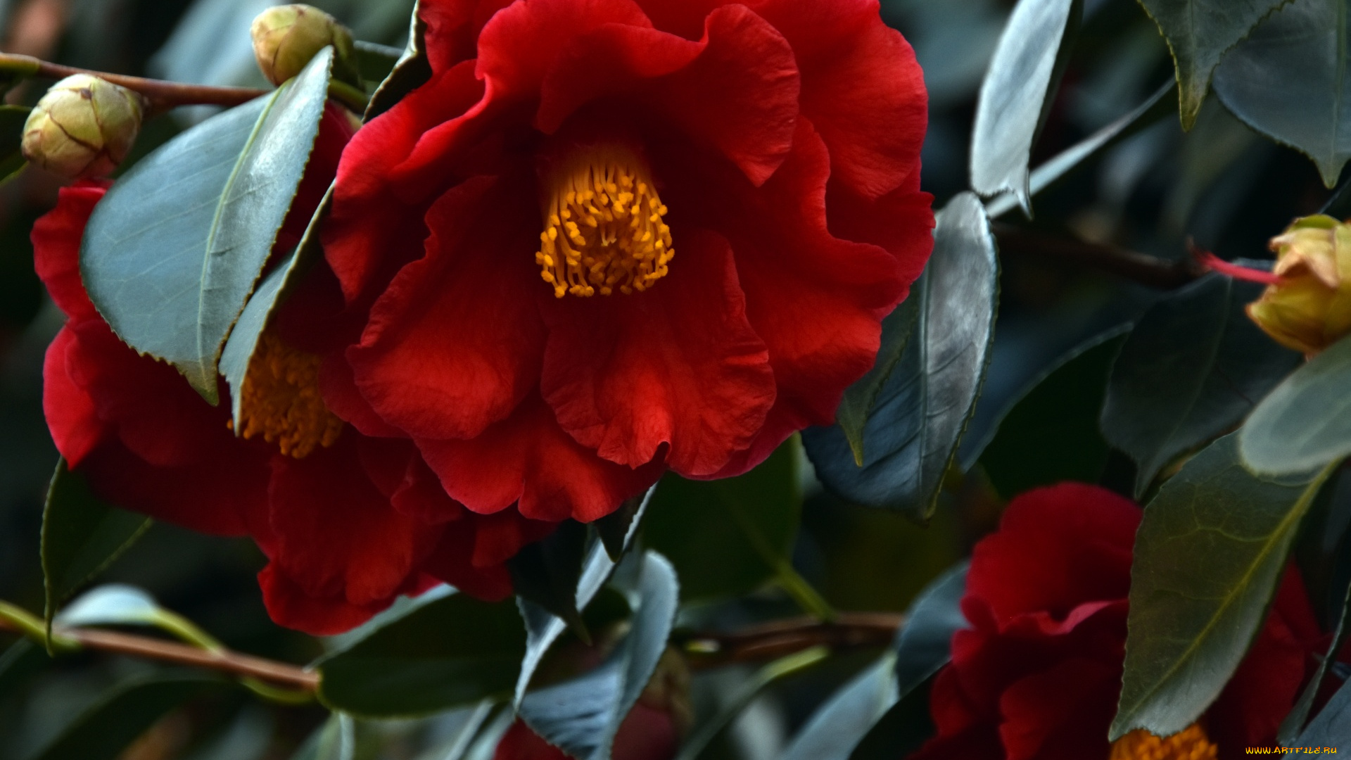 цветы, камелии, камелия