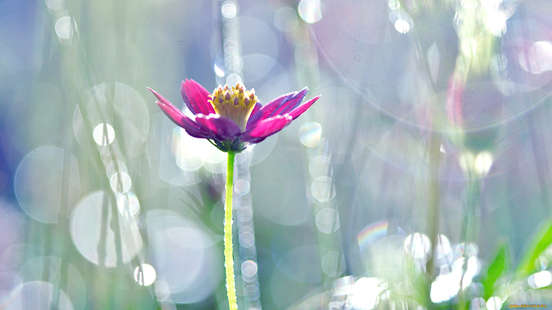 цветы, космея, цветок