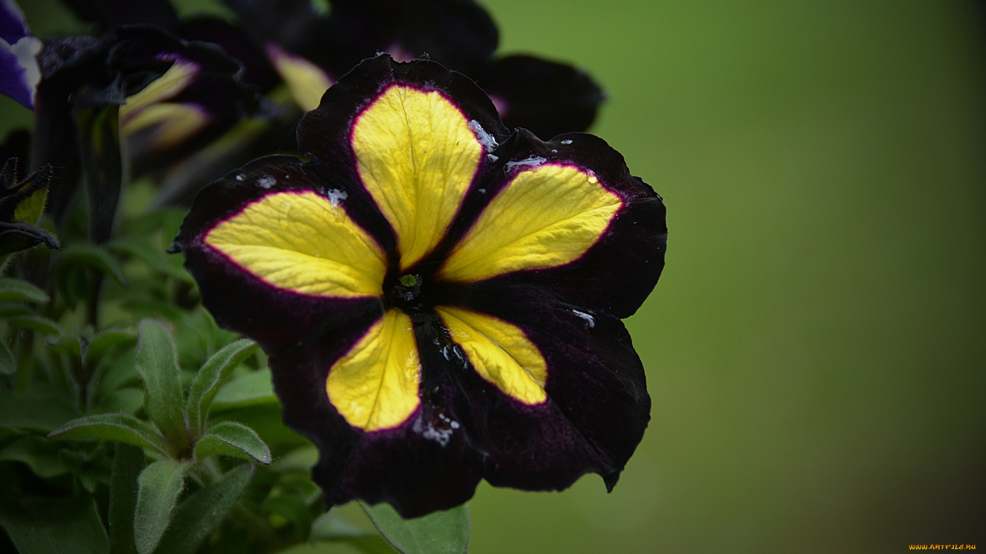 цветы, петунии, , калибрахоа, цветок