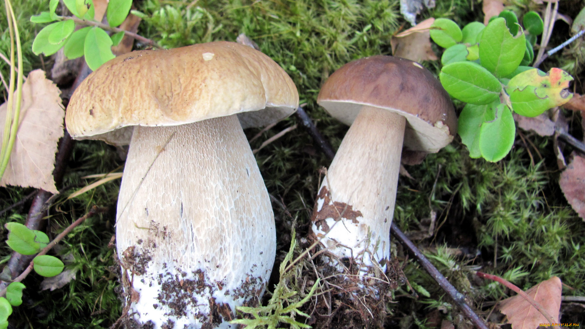 еда, грибы, , грибные, блюда, боровики