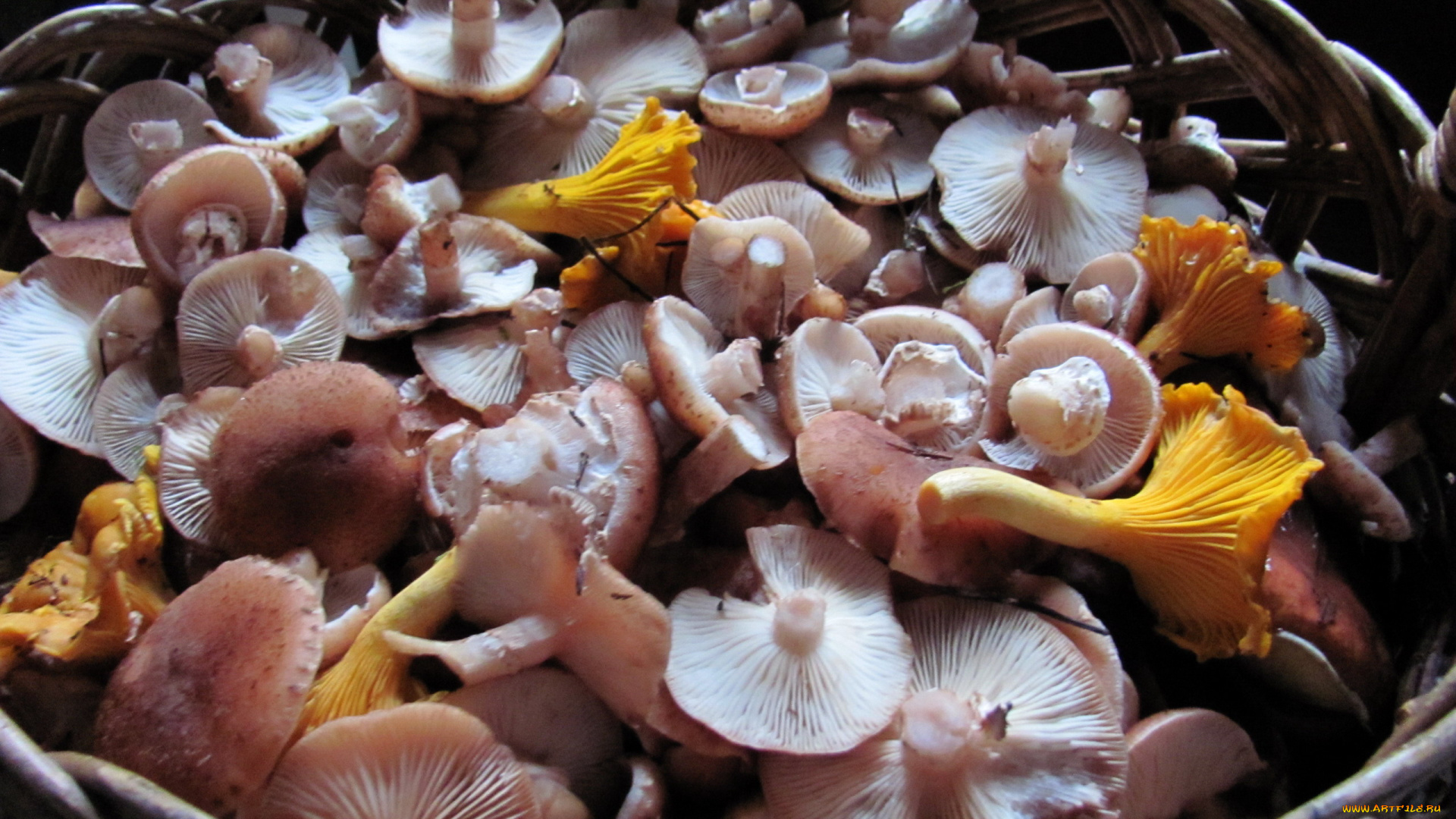 еда, грибы, , грибные, блюда, свежие, ассорти