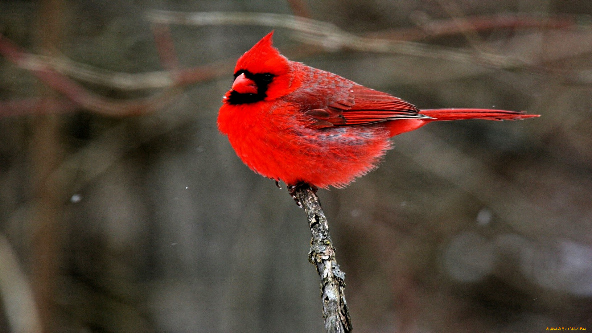 животные, кардиналы, птица, кардинал, ветки