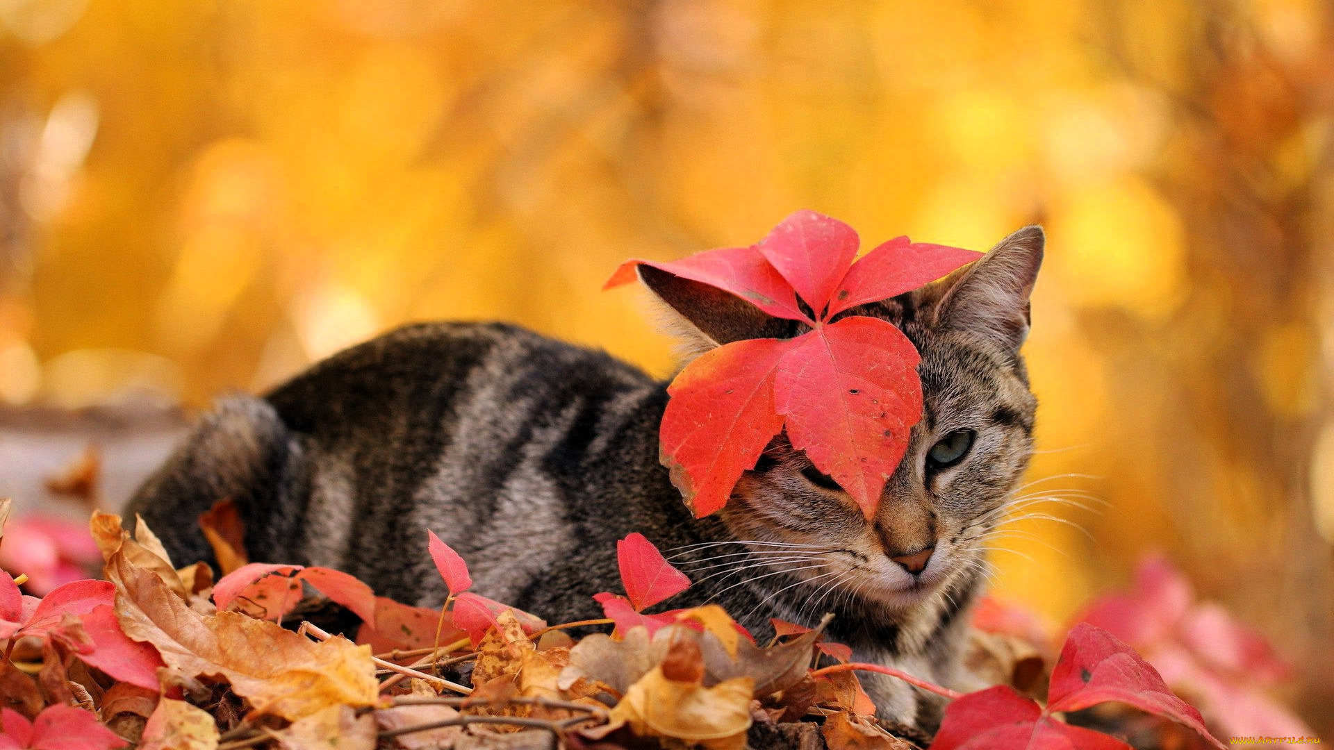 животные, коты, кошка, листья, осень