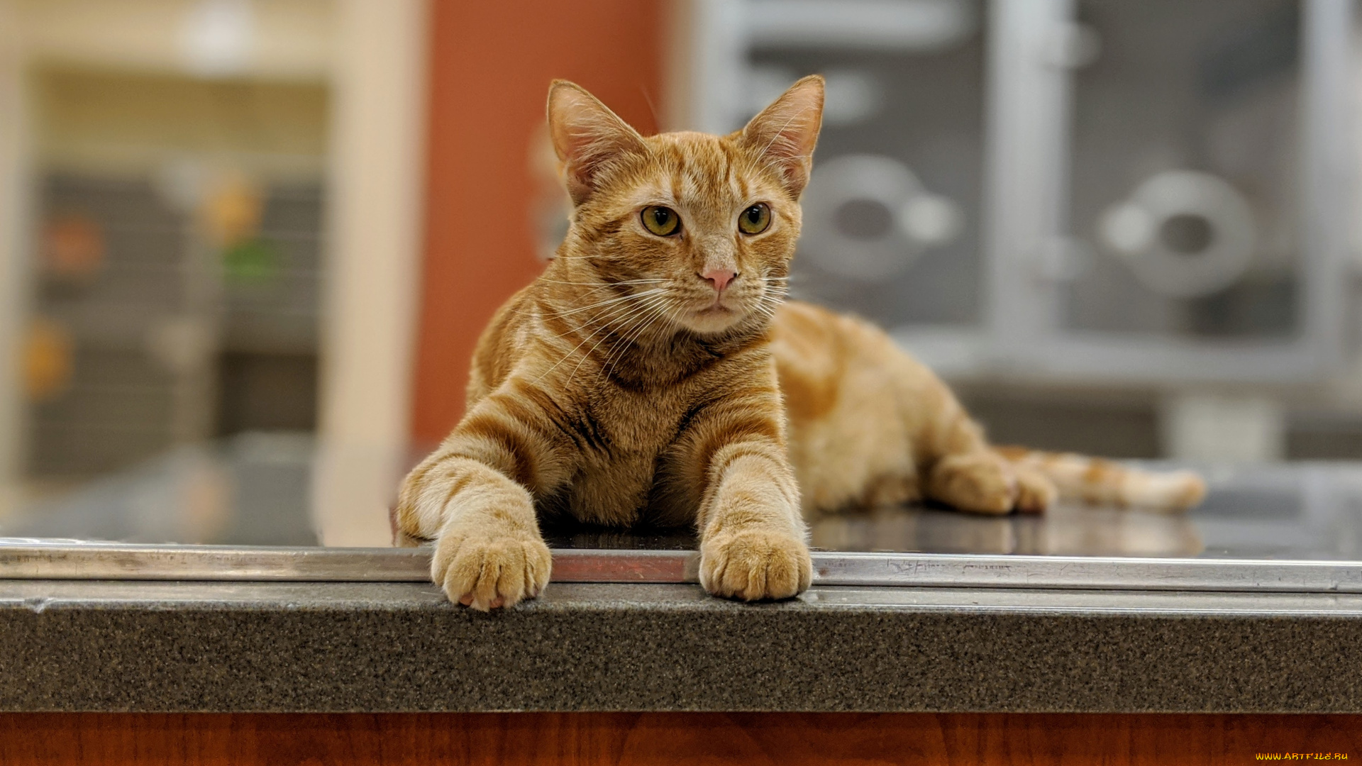 животные, коты, кот, кошка