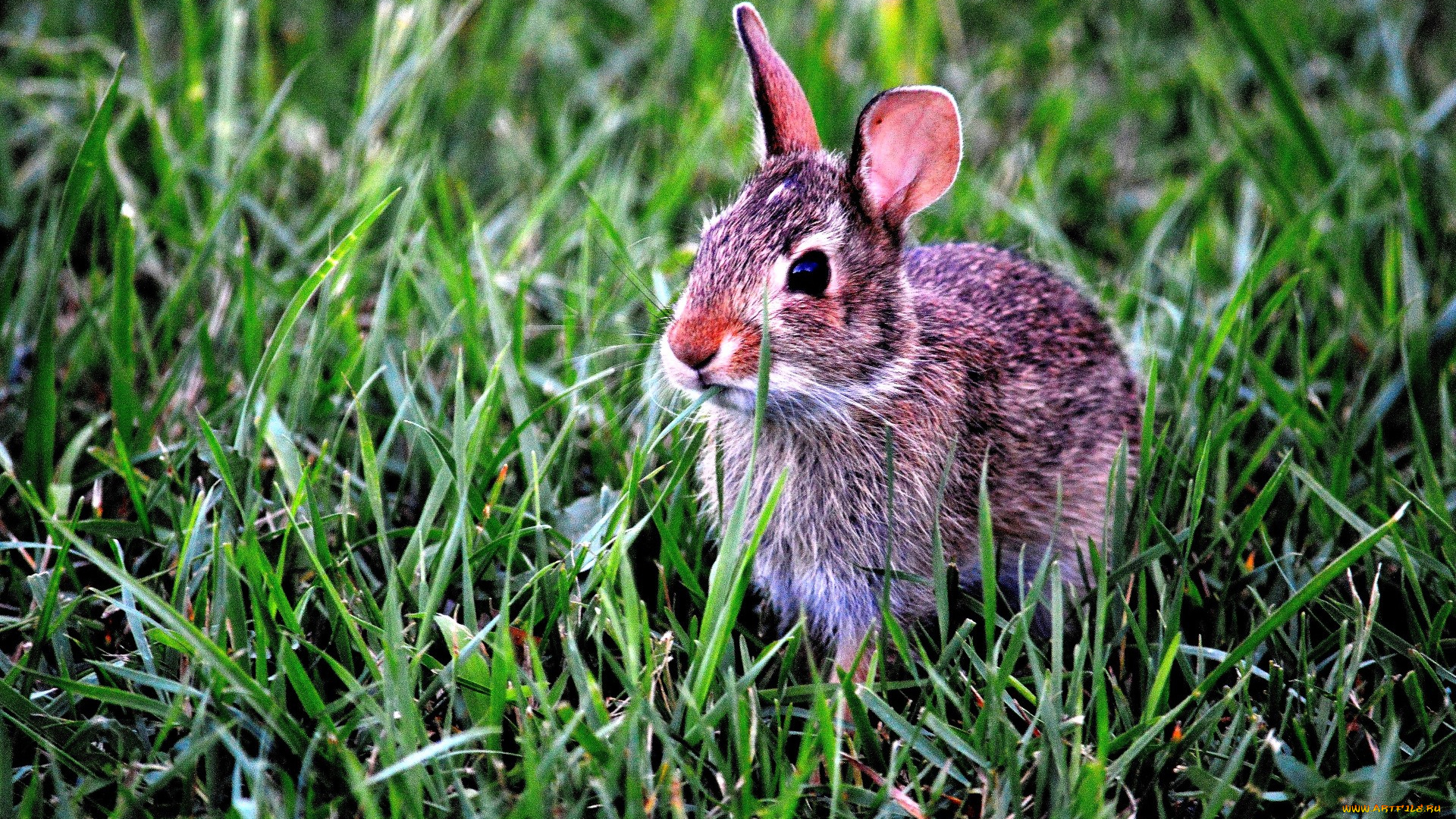 животные, кролики, , зайцы, заяц, трава, лужайка