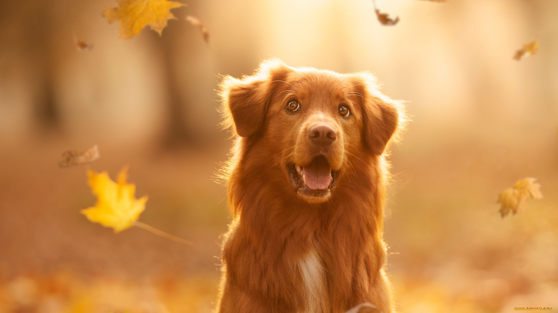 животные, собаки, собака