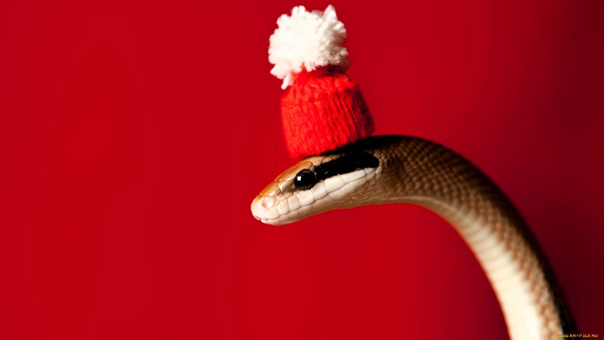 животные, змеи, , питоны, , кобры, змея, шапка