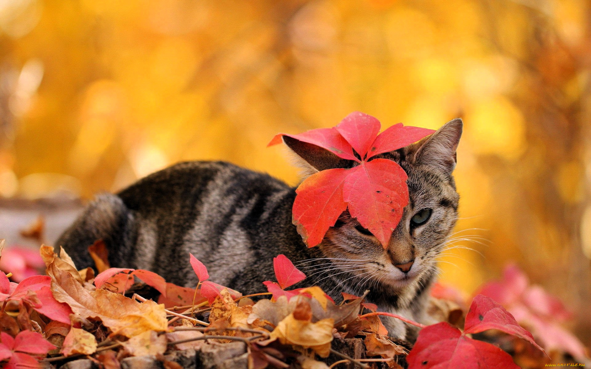 животные, коты, кошка, листья, осень