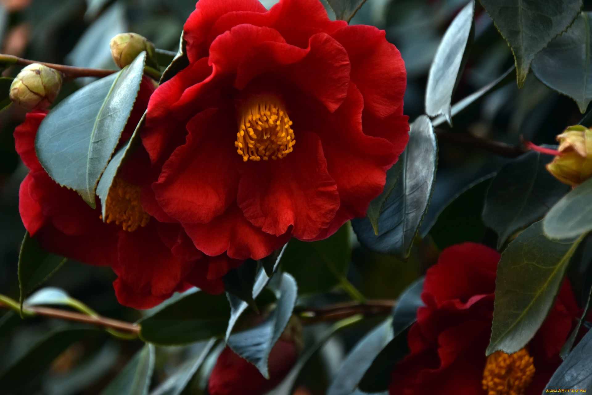 цветы, камелии, камелия
