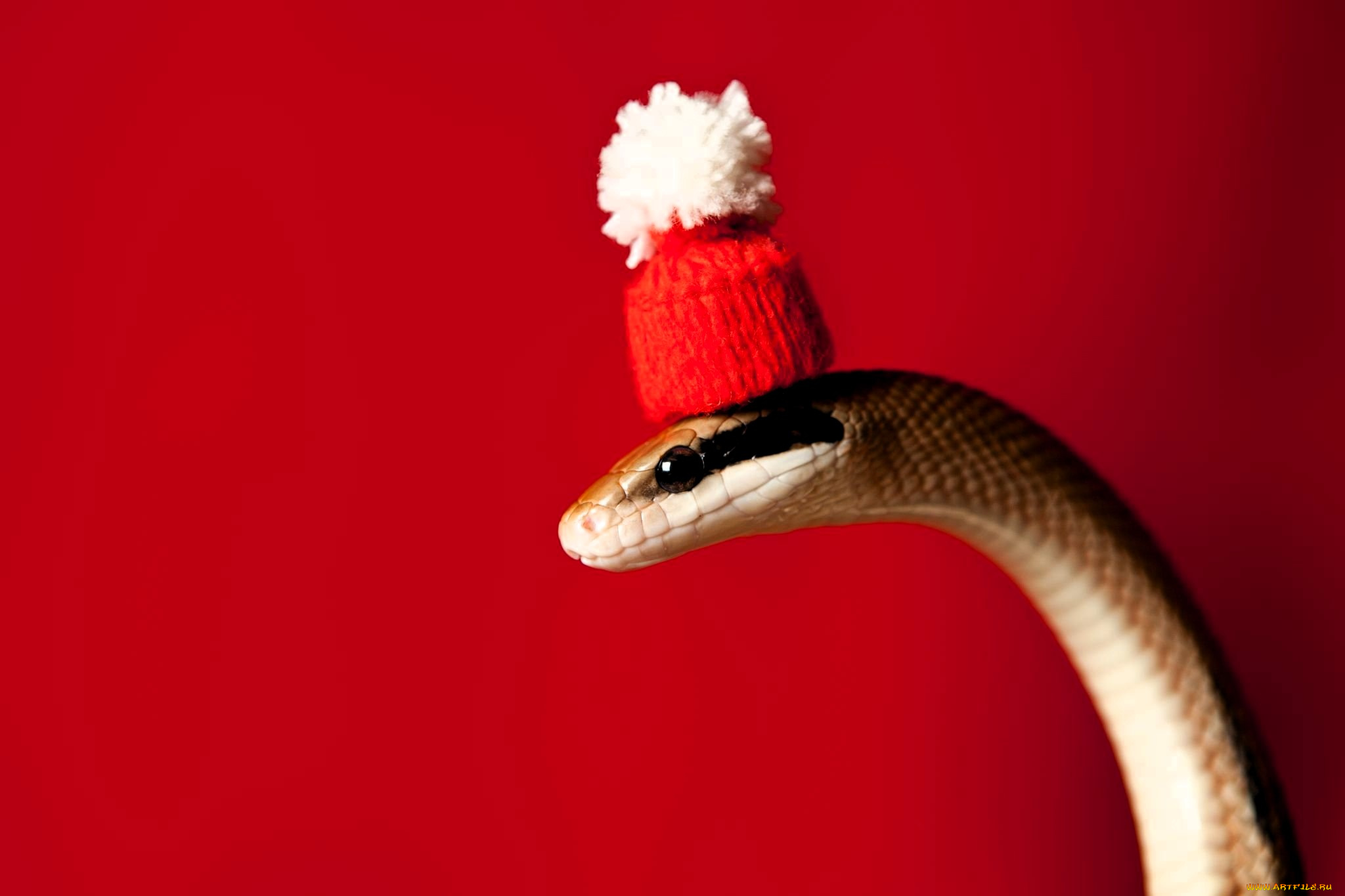 животные, змеи, , питоны, , кобры, змея, шапка