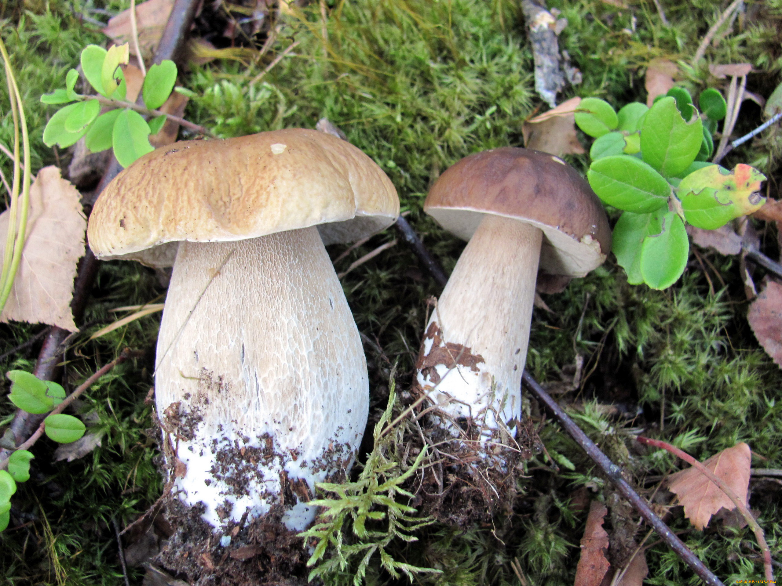 еда, грибы, , грибные, блюда, боровики