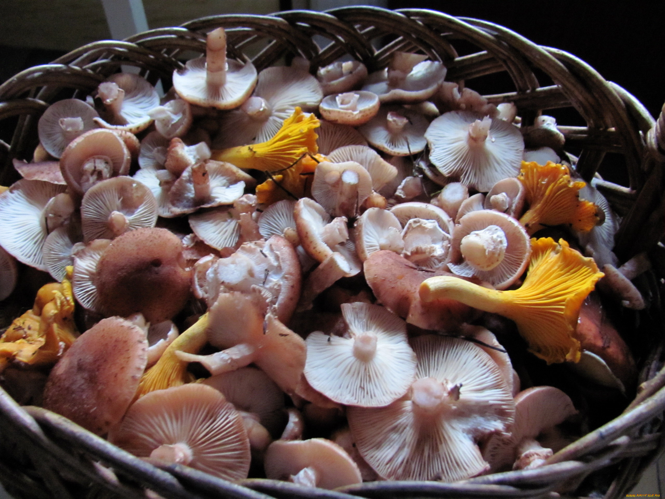 еда, грибы, , грибные, блюда, свежие, ассорти