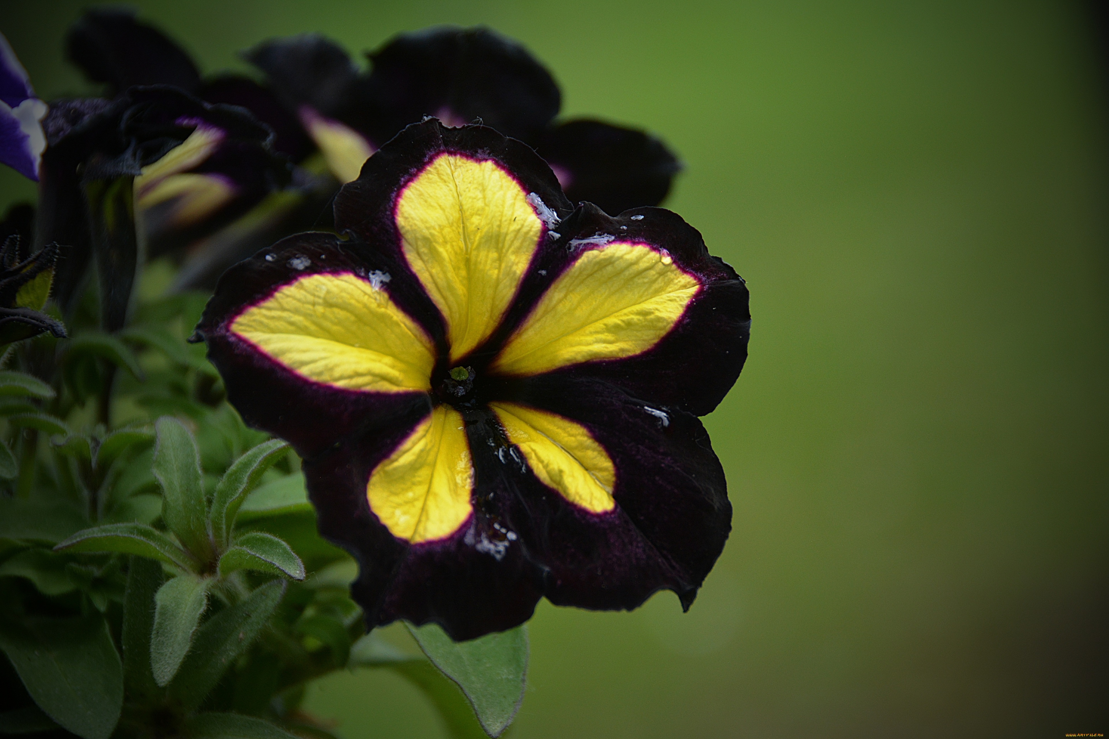 цветы, петунии, , калибрахоа, цветок