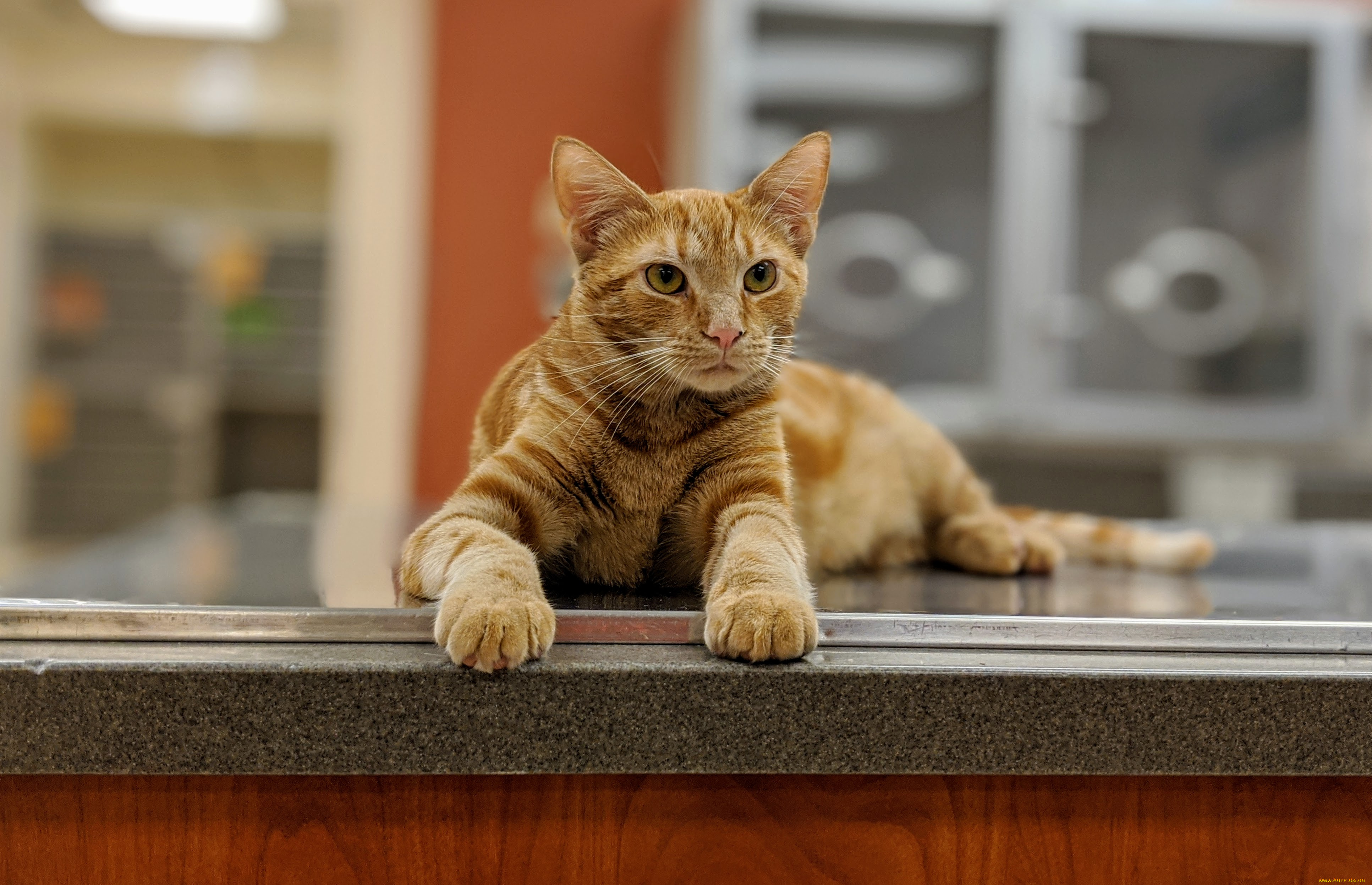 животные, коты, кот, кошка