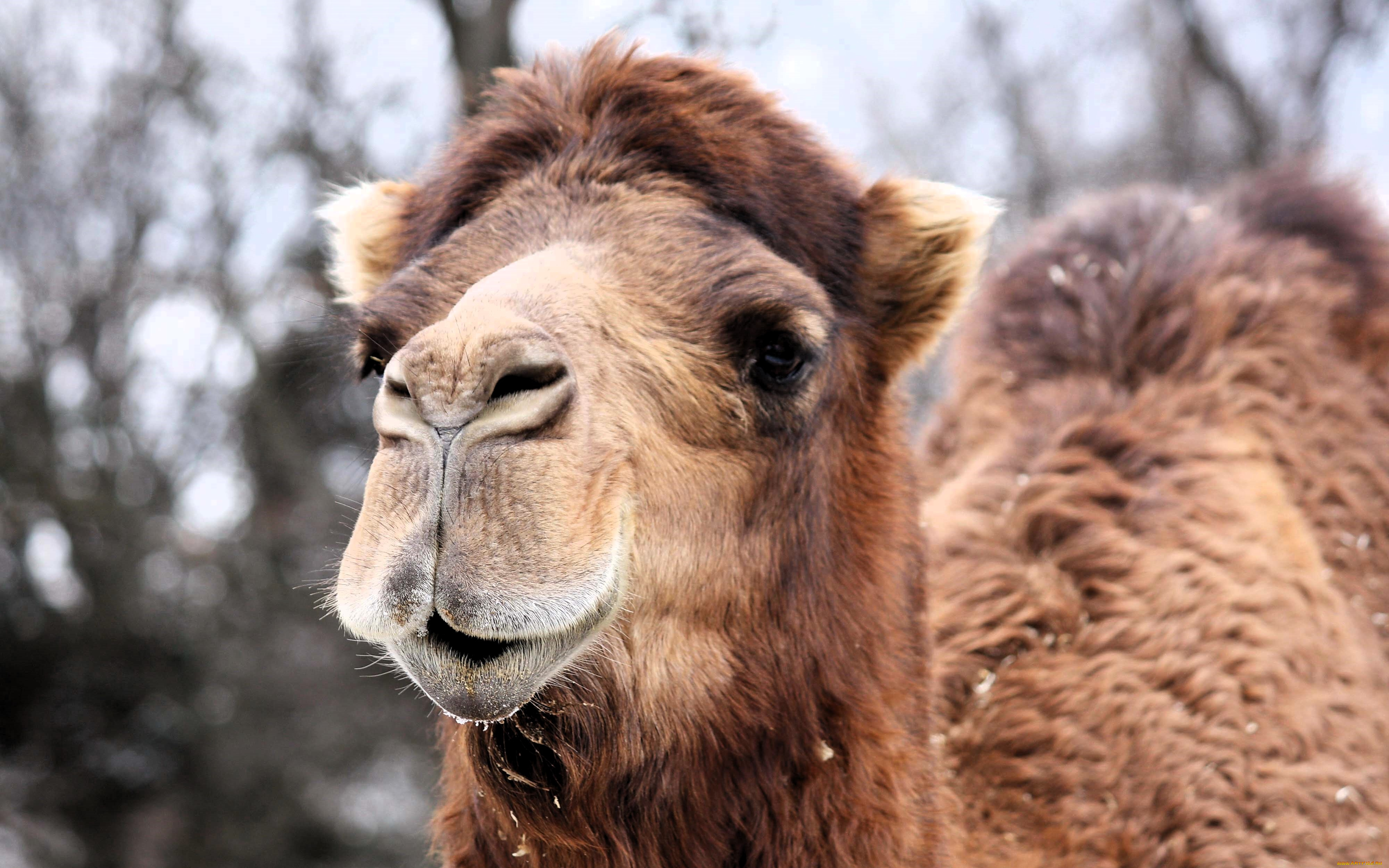 животные, верблюды, верблюд, снег, деревья